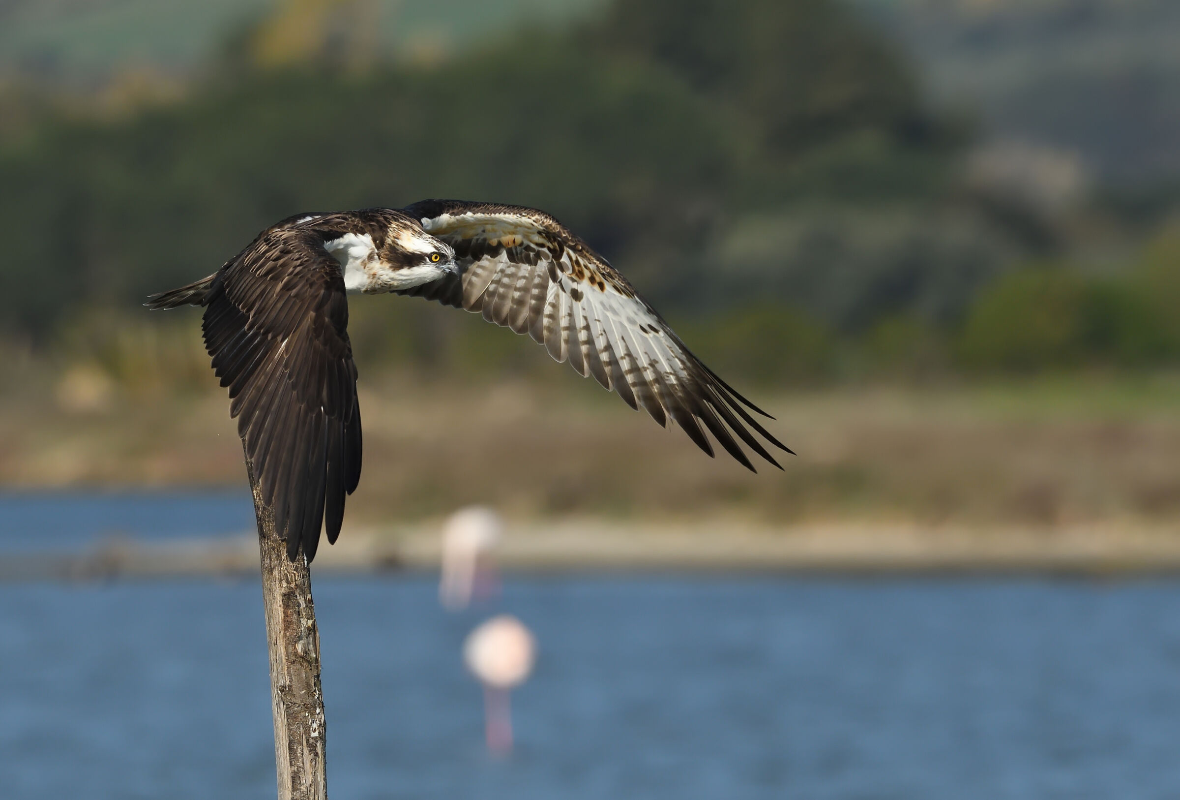 Il decollo del falco pescatore