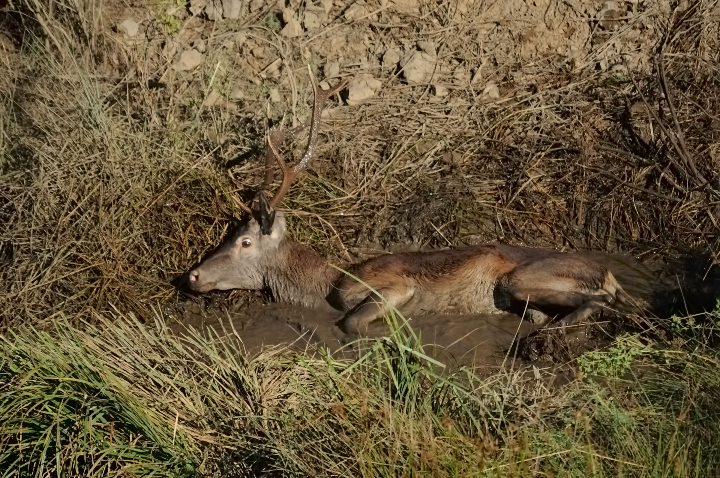 A well-deserved rest after a night of bellowing ...