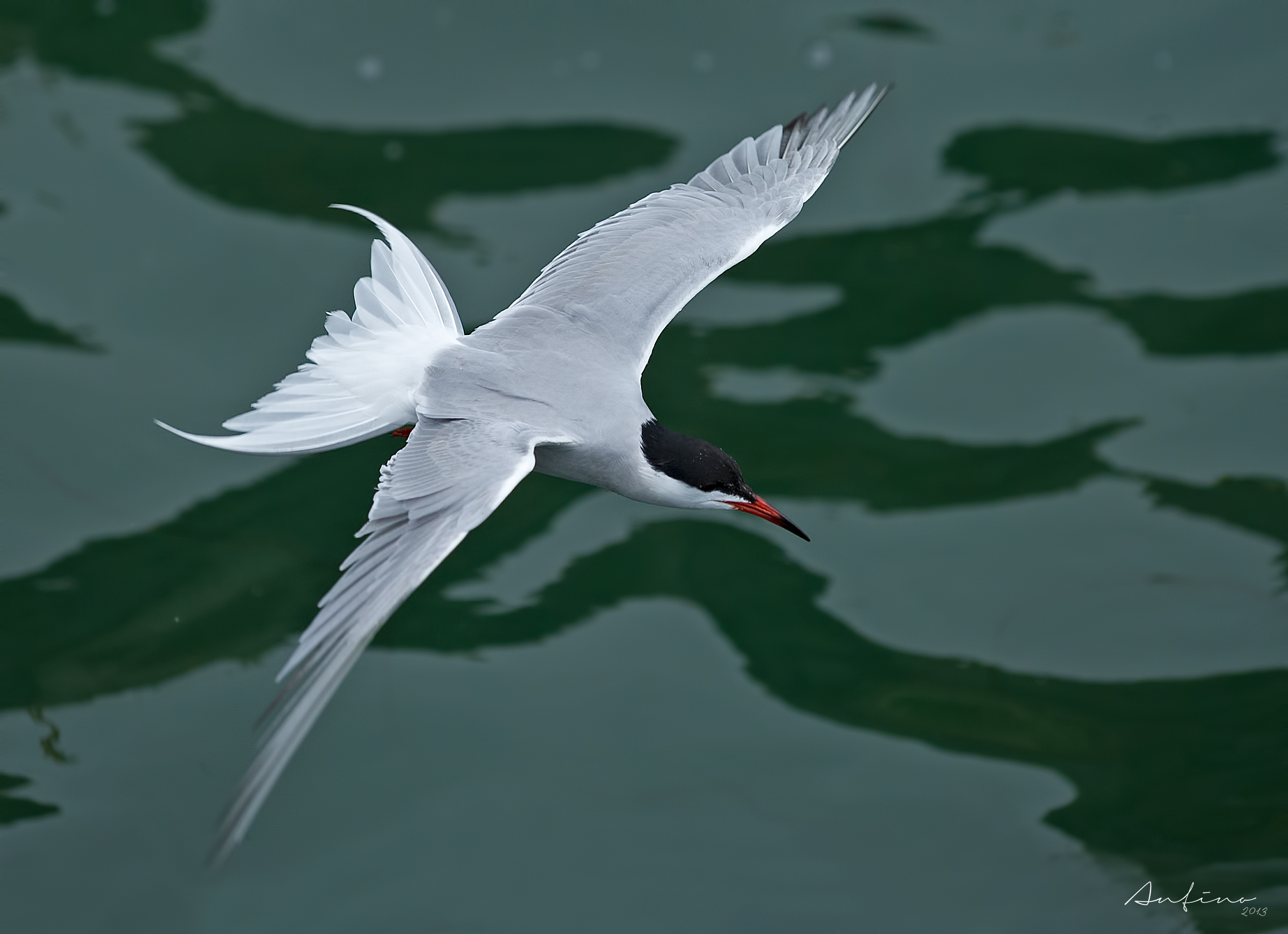 Arctic Tern