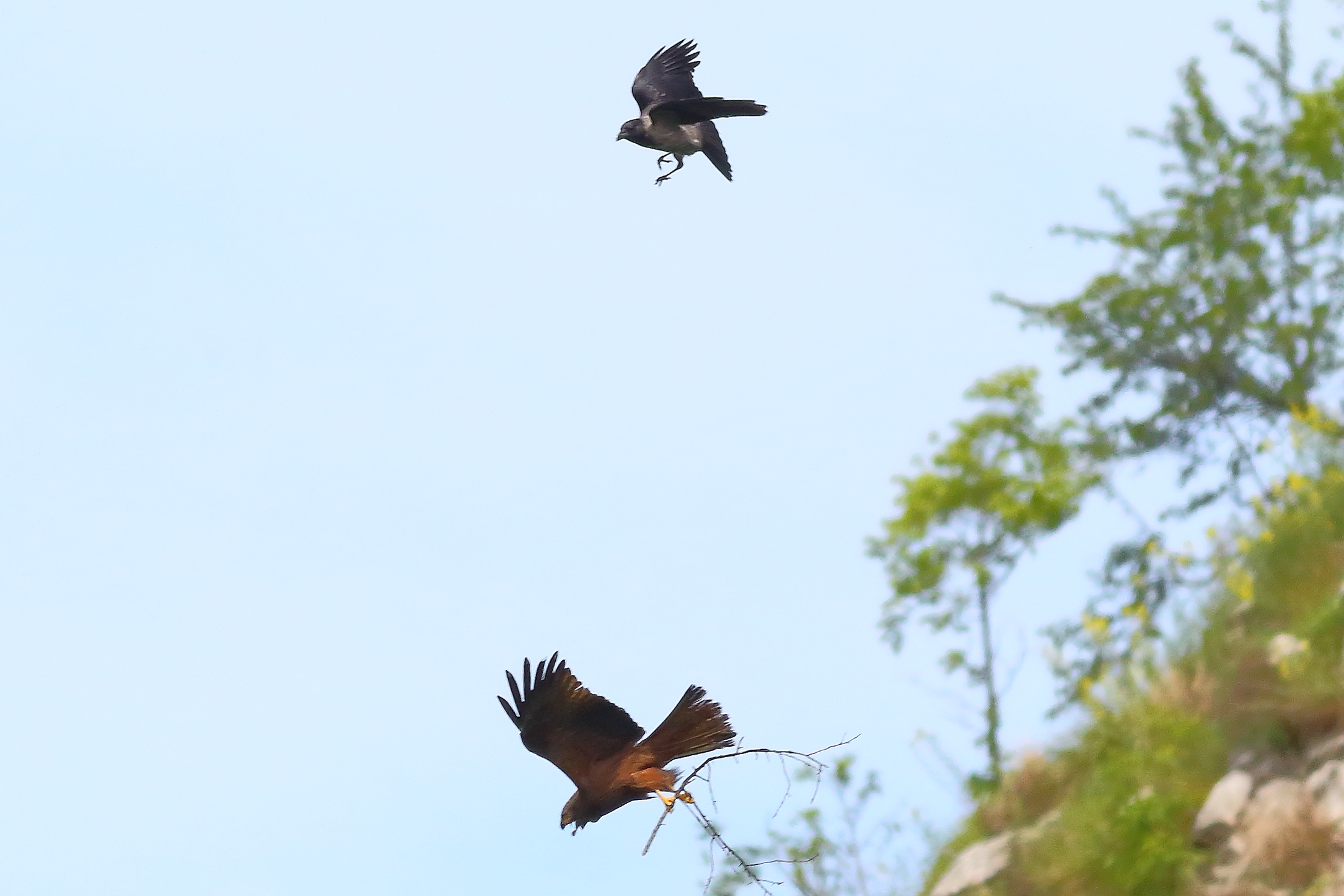 Nibbio bruno 03 maggio 2024 - 8639