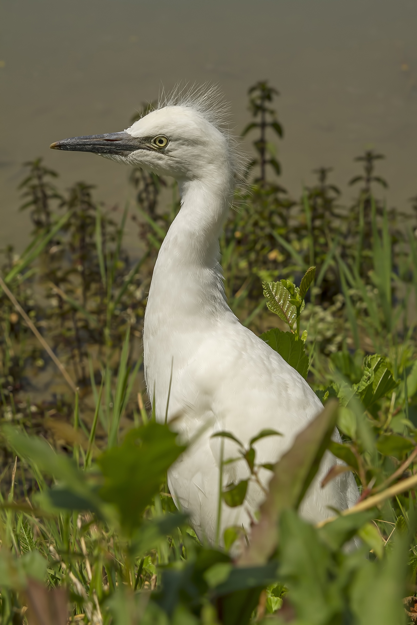 Egret young.