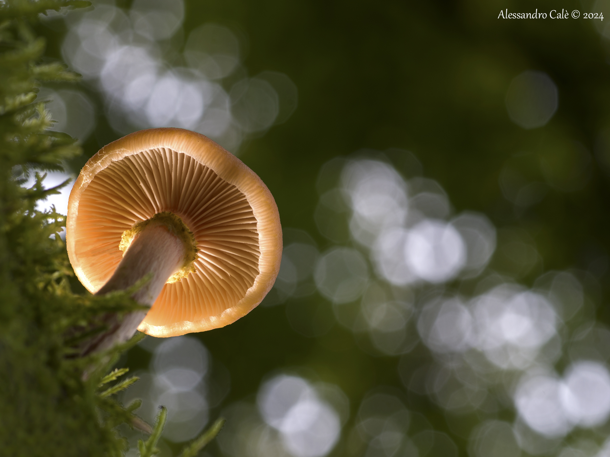 Il chiodino da sotto 7737