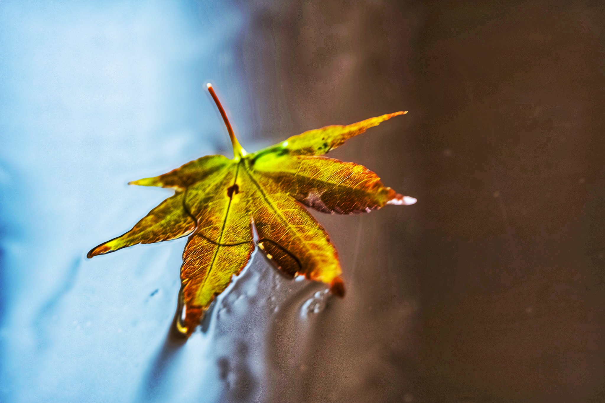 Piove sulle foglie dell'acero: autunno