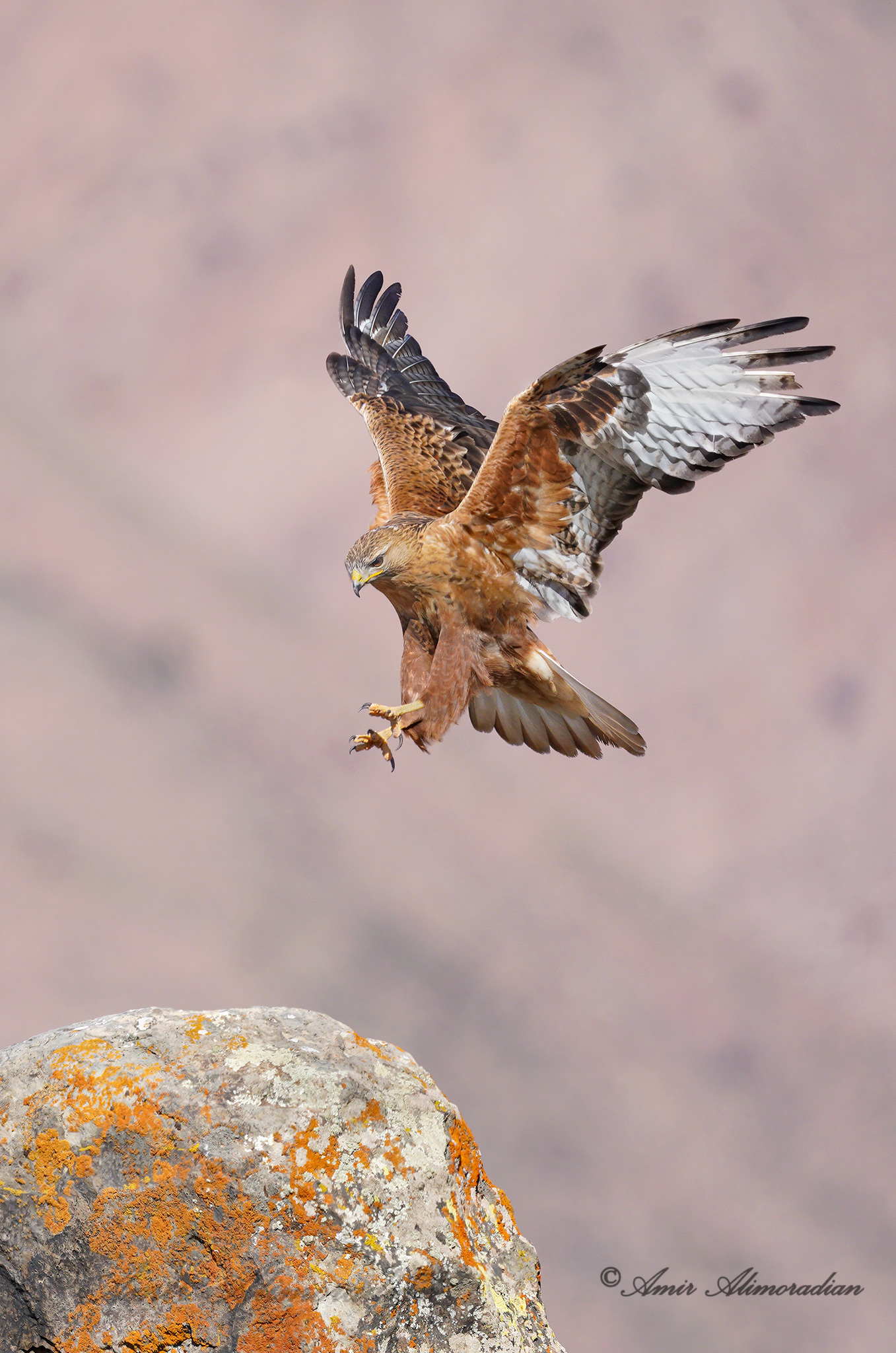 Long-legged Buzzard