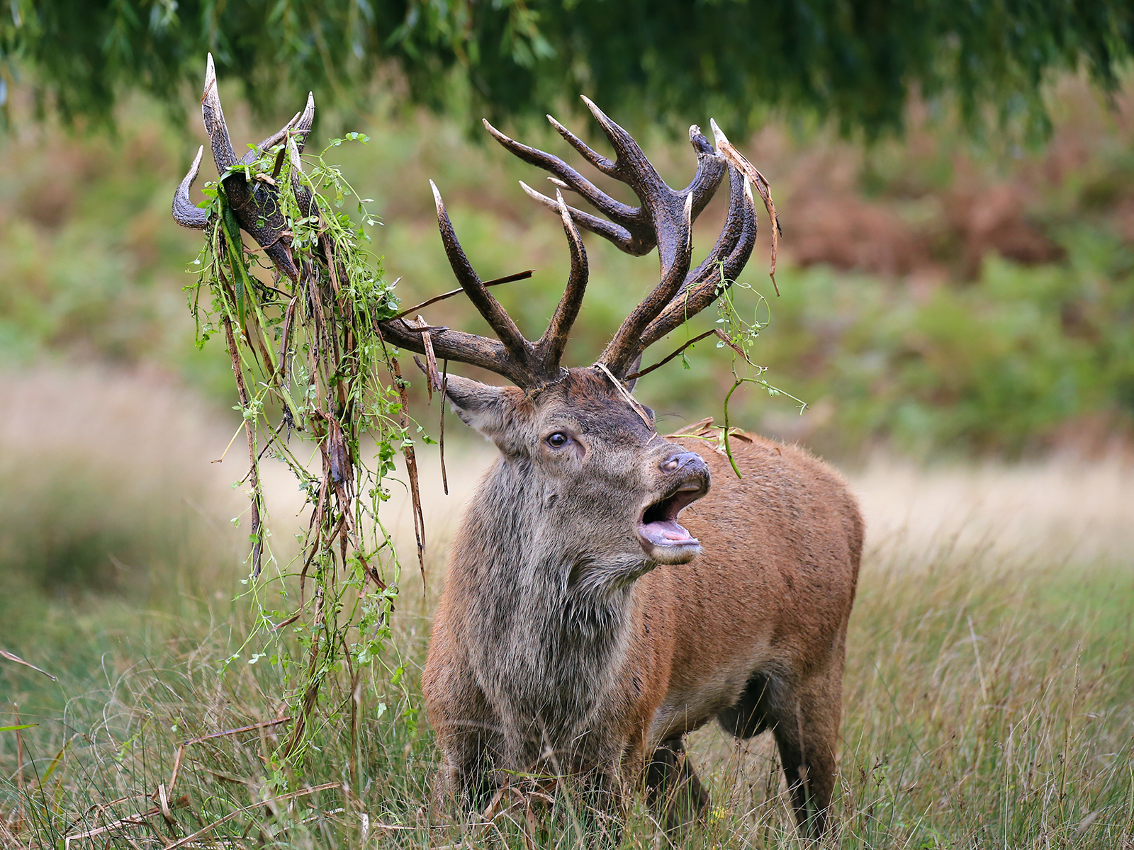 Roaring deer