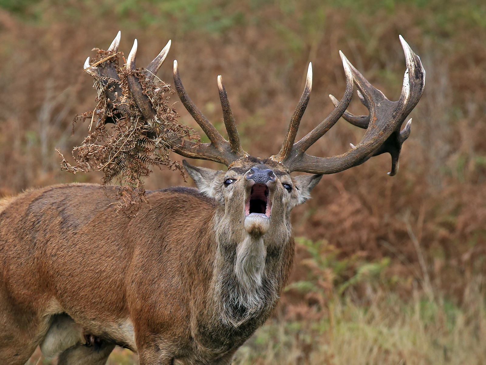 Roaring deer
