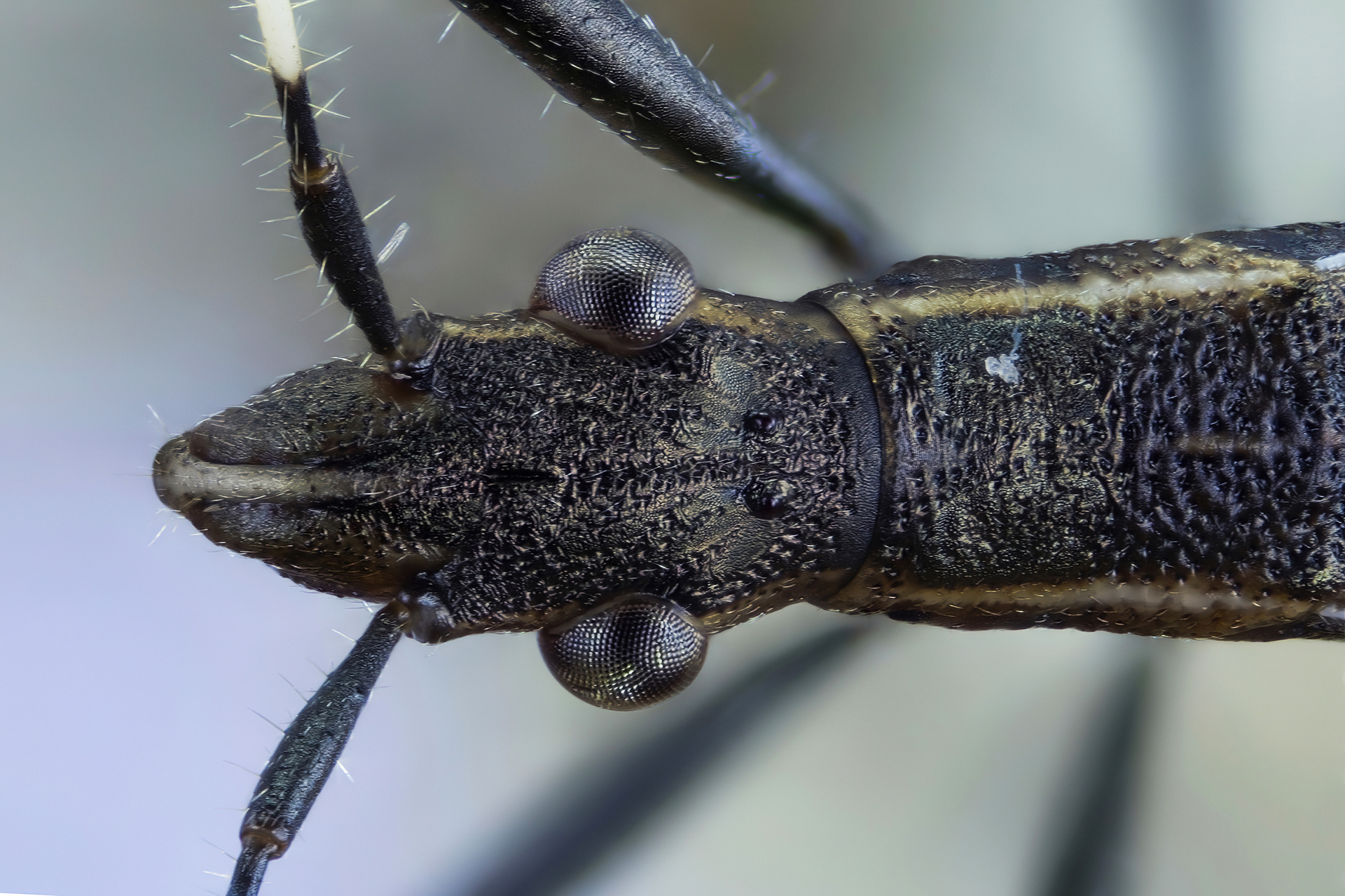 Micrelytra fossularum