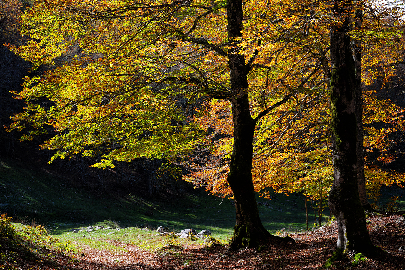 Autumn colors in Forca d'Acero