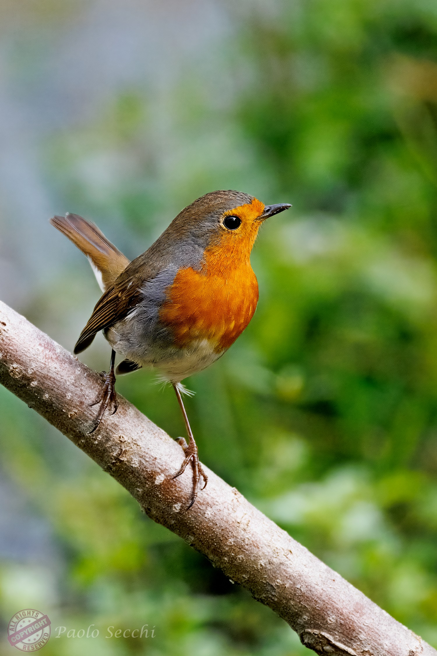 Robin
