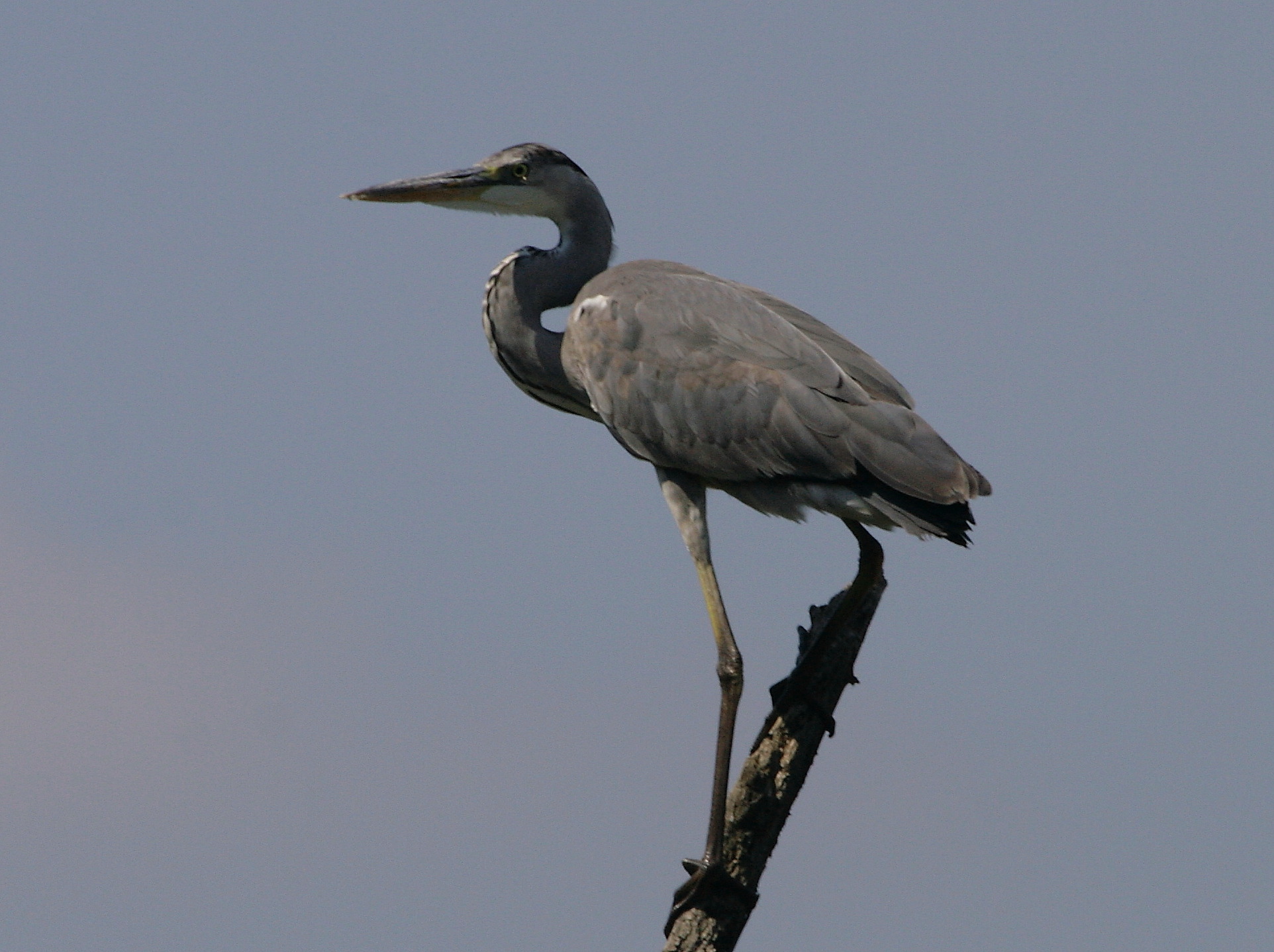 Heron