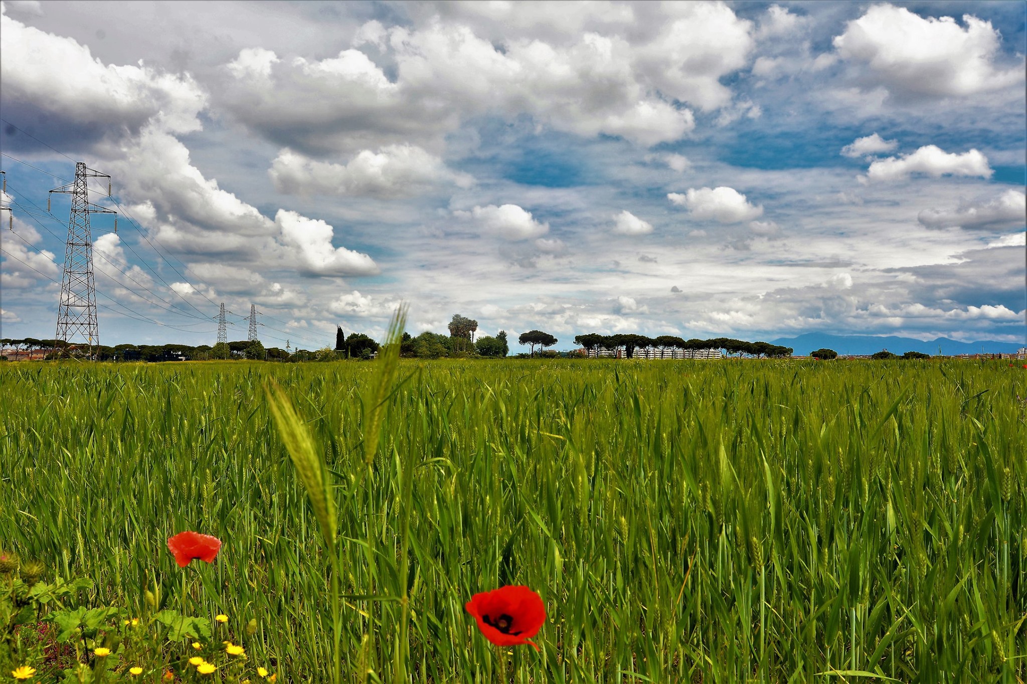 Field