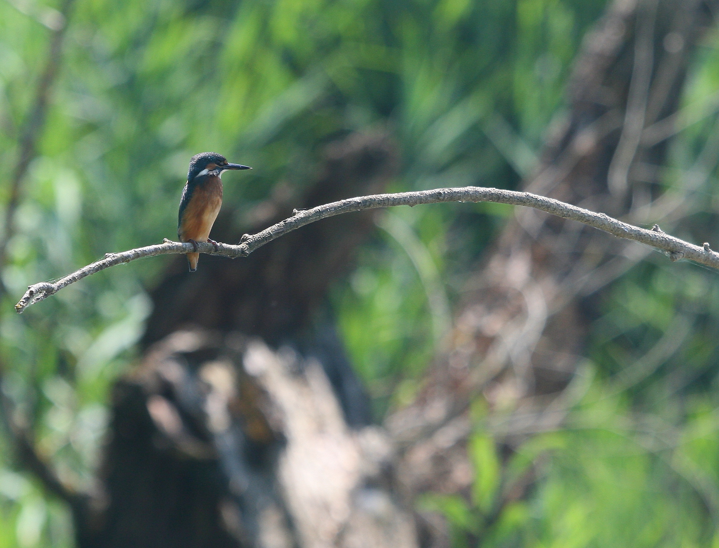 my first kingfisher