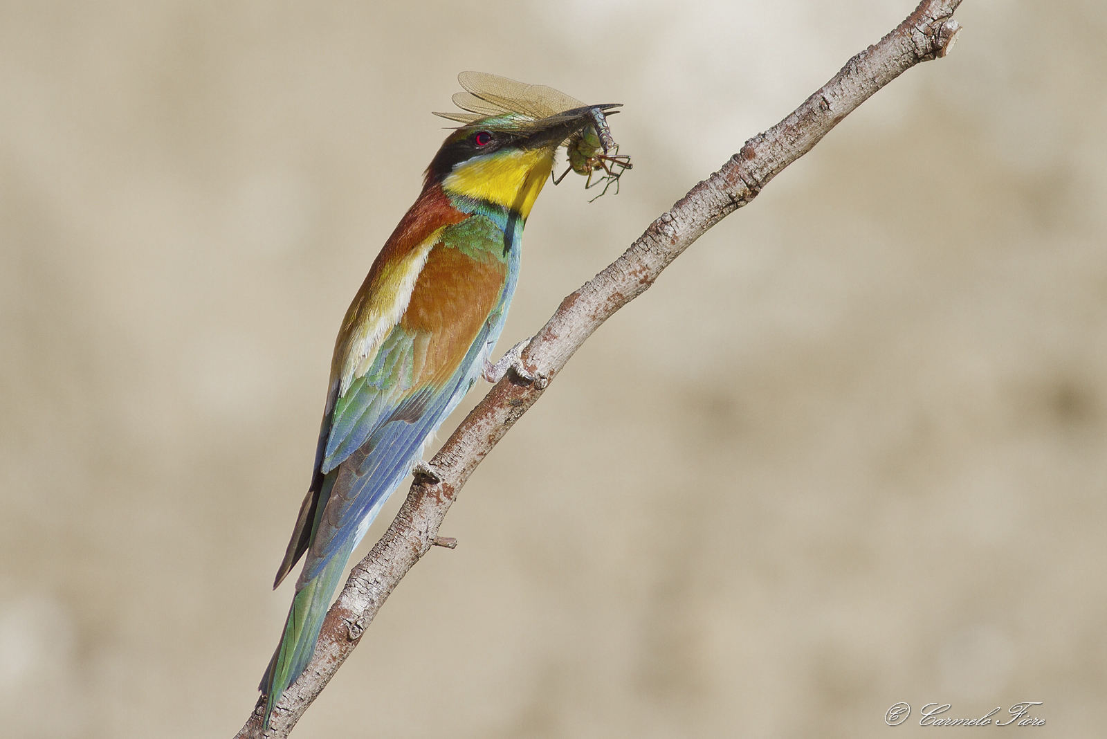 gruccione con libellula