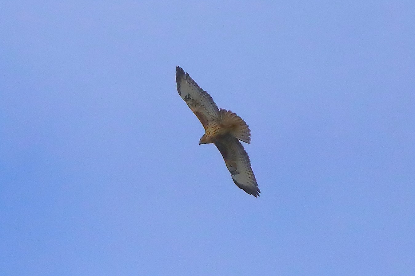 Poiana 14 ottobre 2024 - 0055