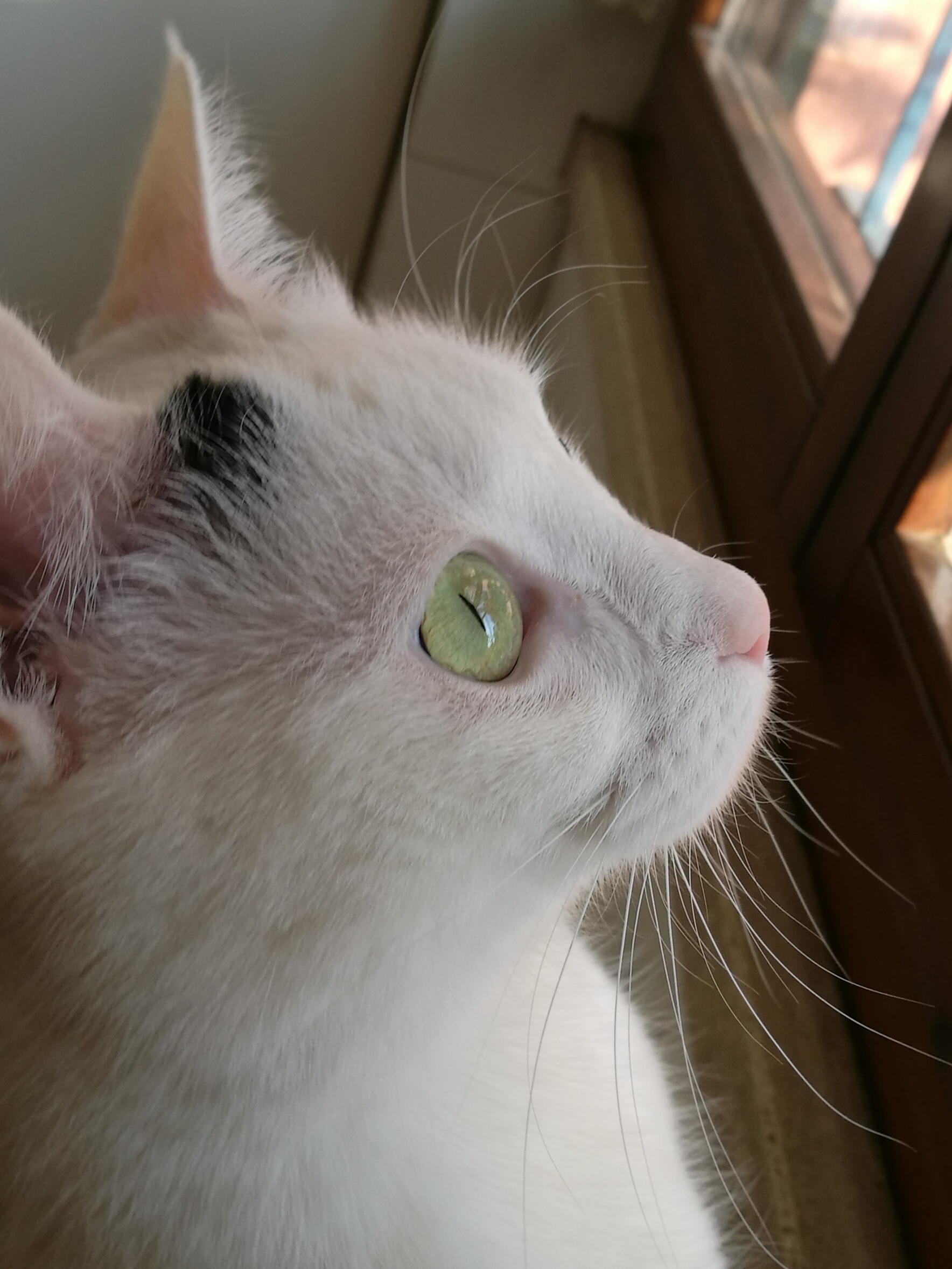 Zoe 3