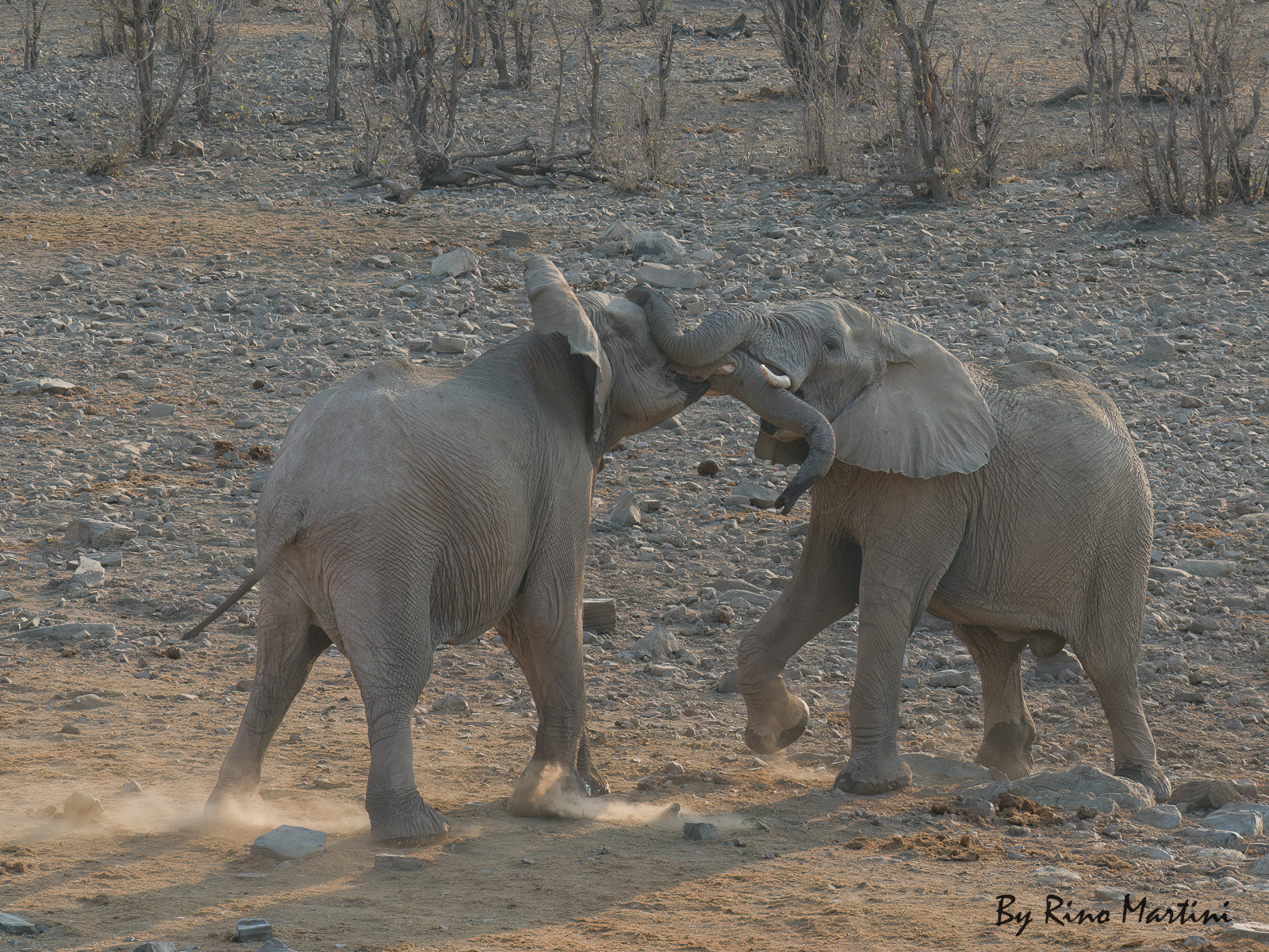 Elephants at Sunset