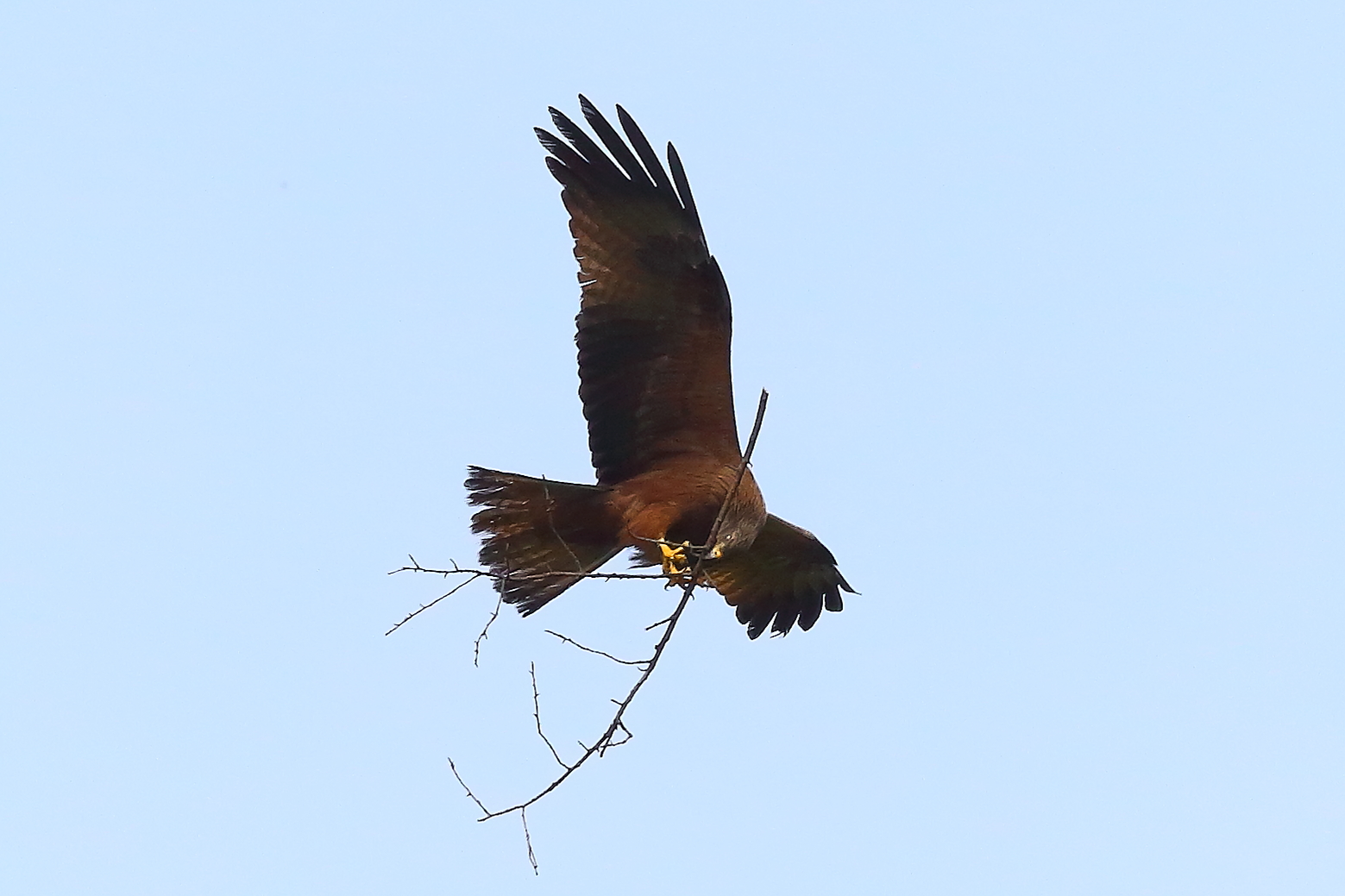 Nibbio bruno 03 maggio 2024 - 8629