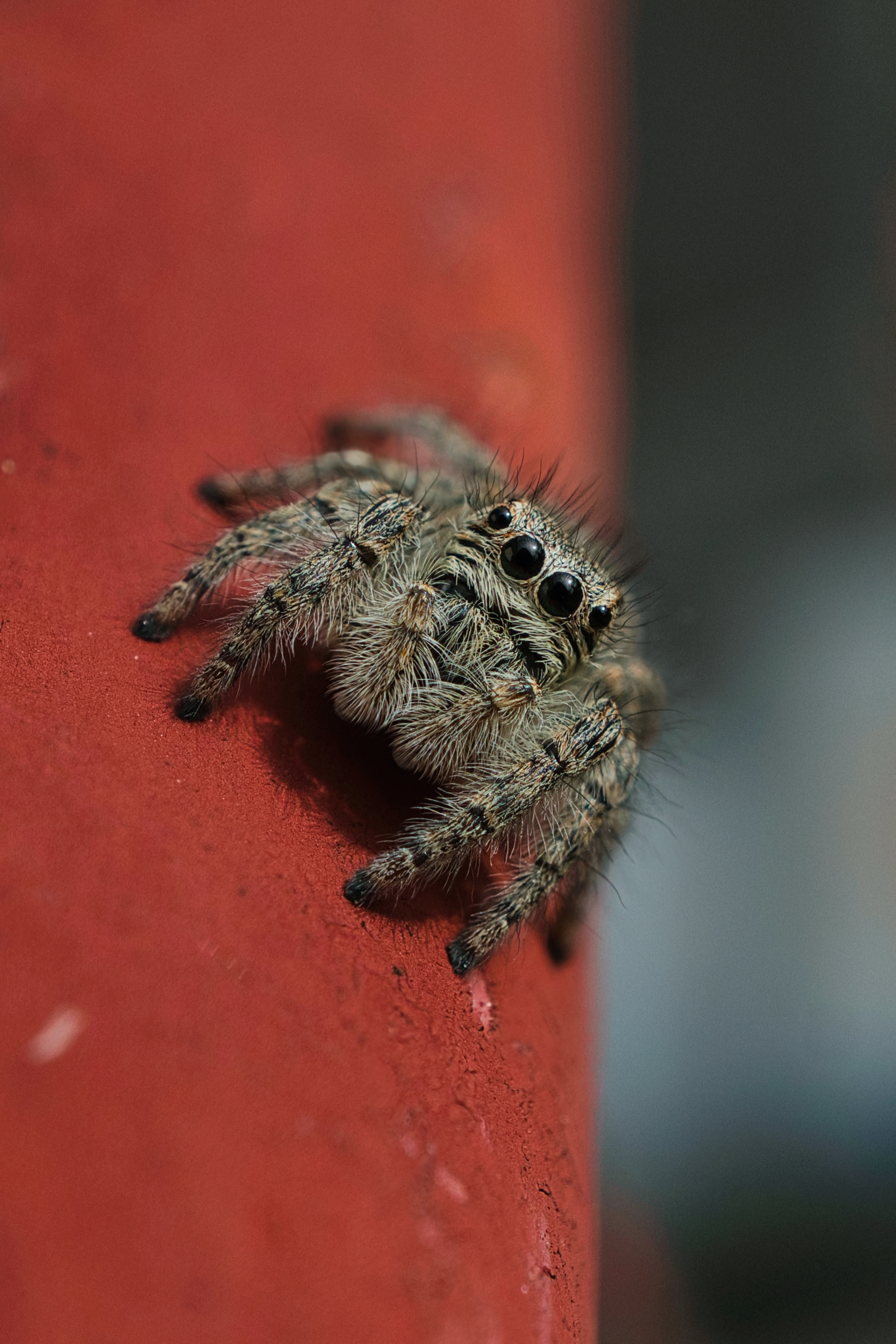 Salticidae sulla ringhiera di casa