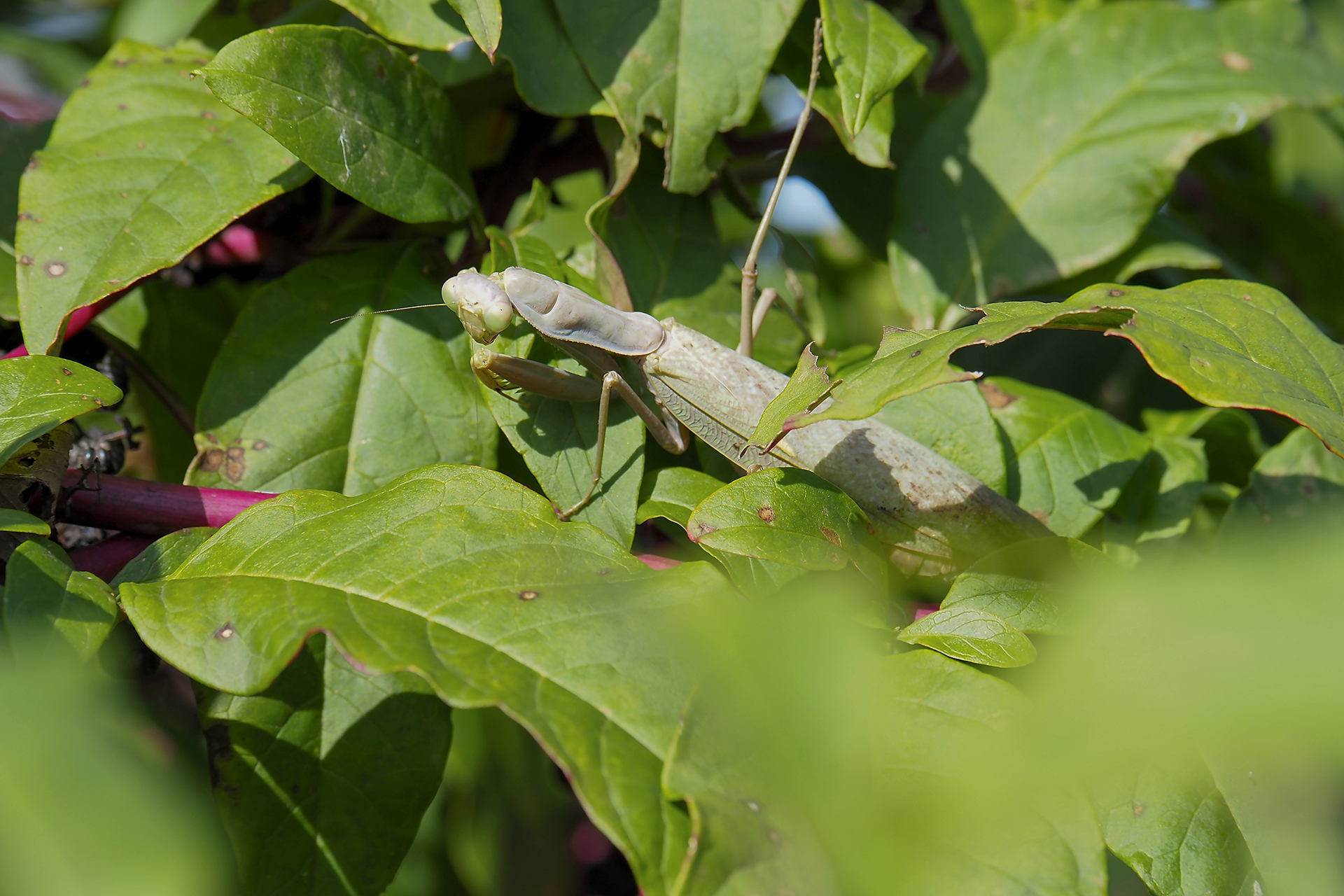Viridis Mantis Africana - Scientific name: Sphodromant
