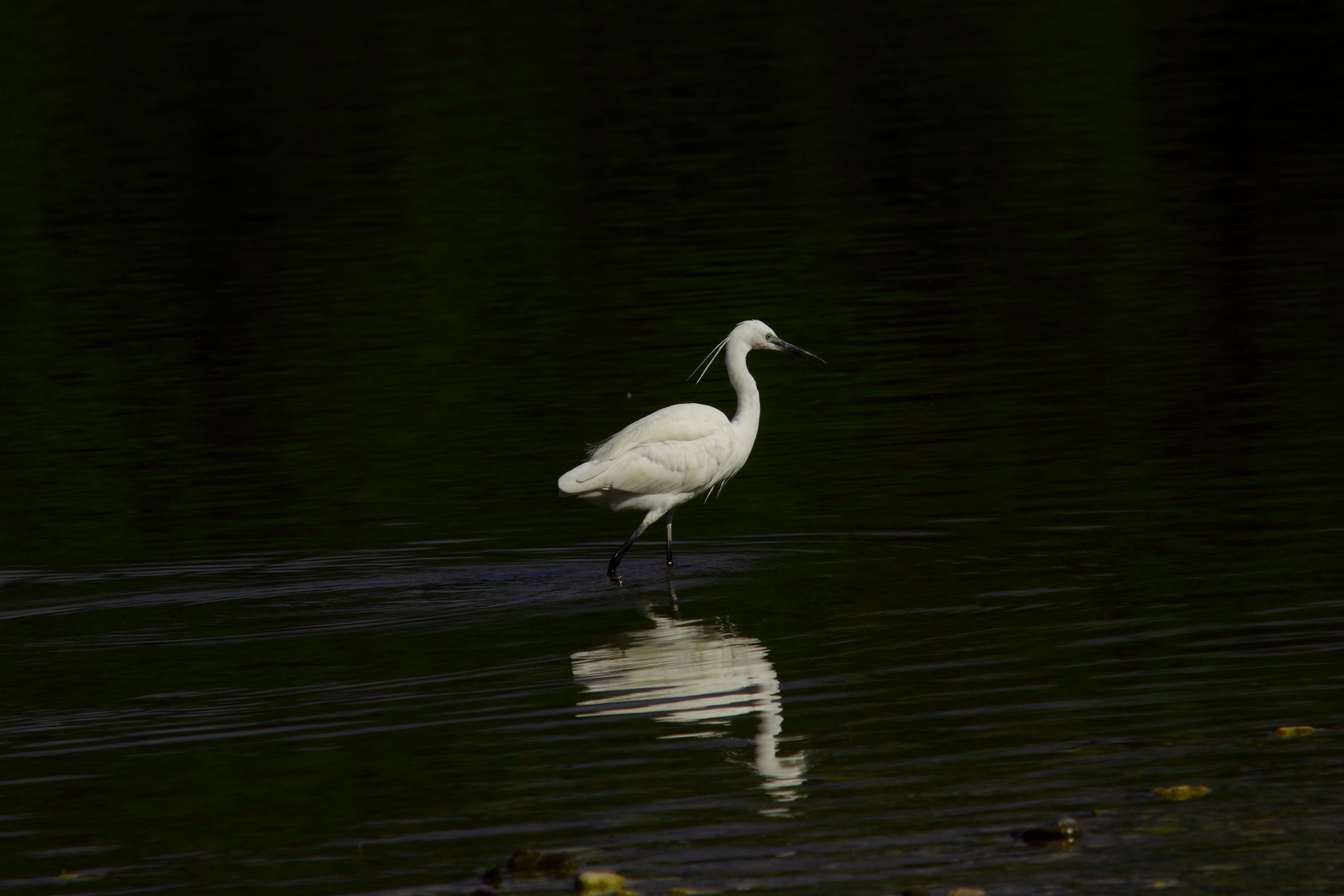 garzetta a passeggio