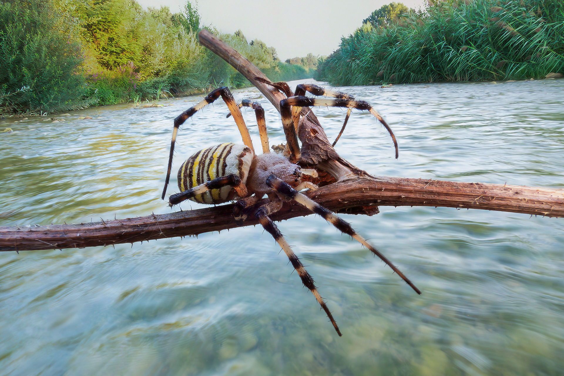 Close-up with Coolpix p1000 (52)