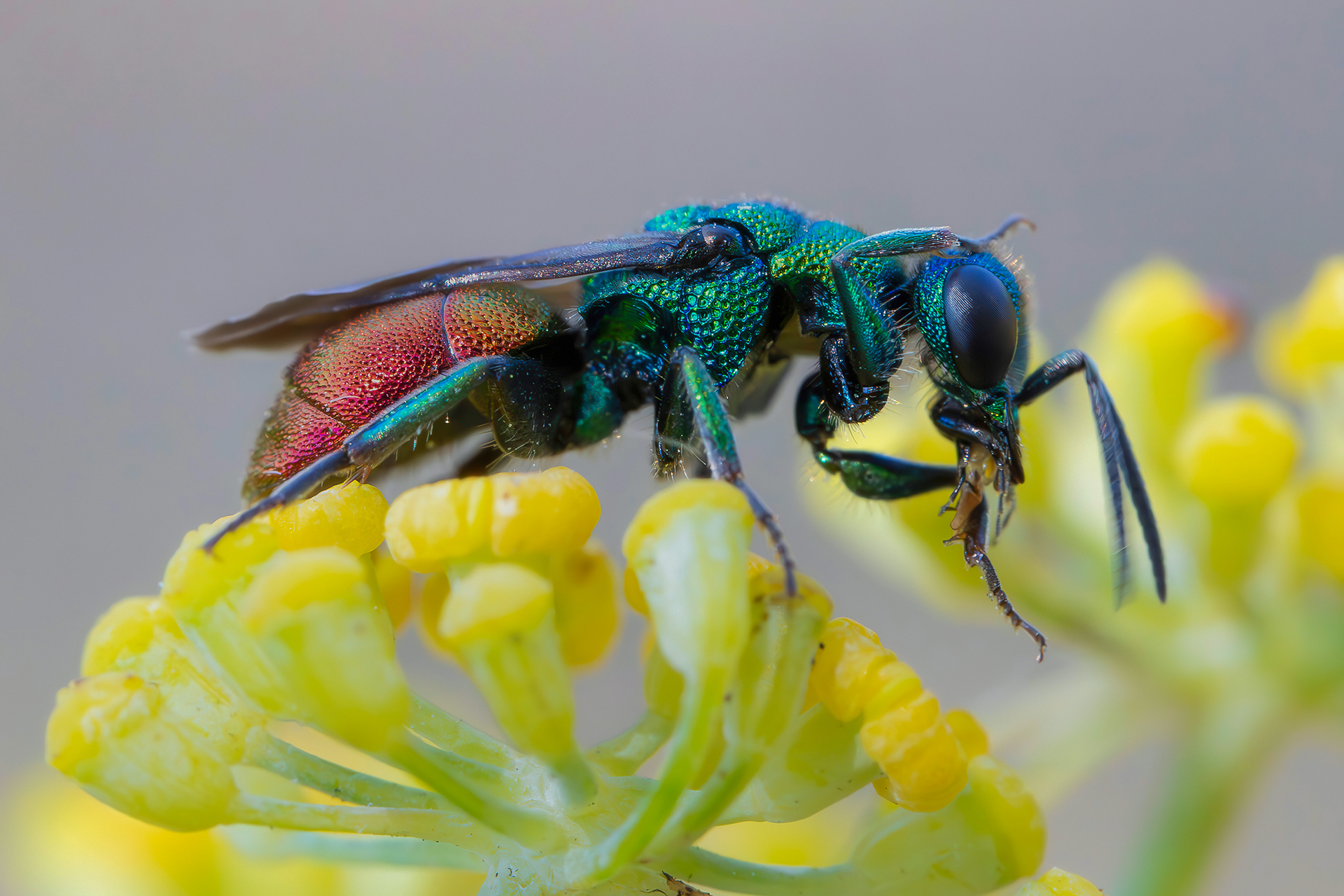 The toilet of the jewel wasp (Chrysididae sp.)