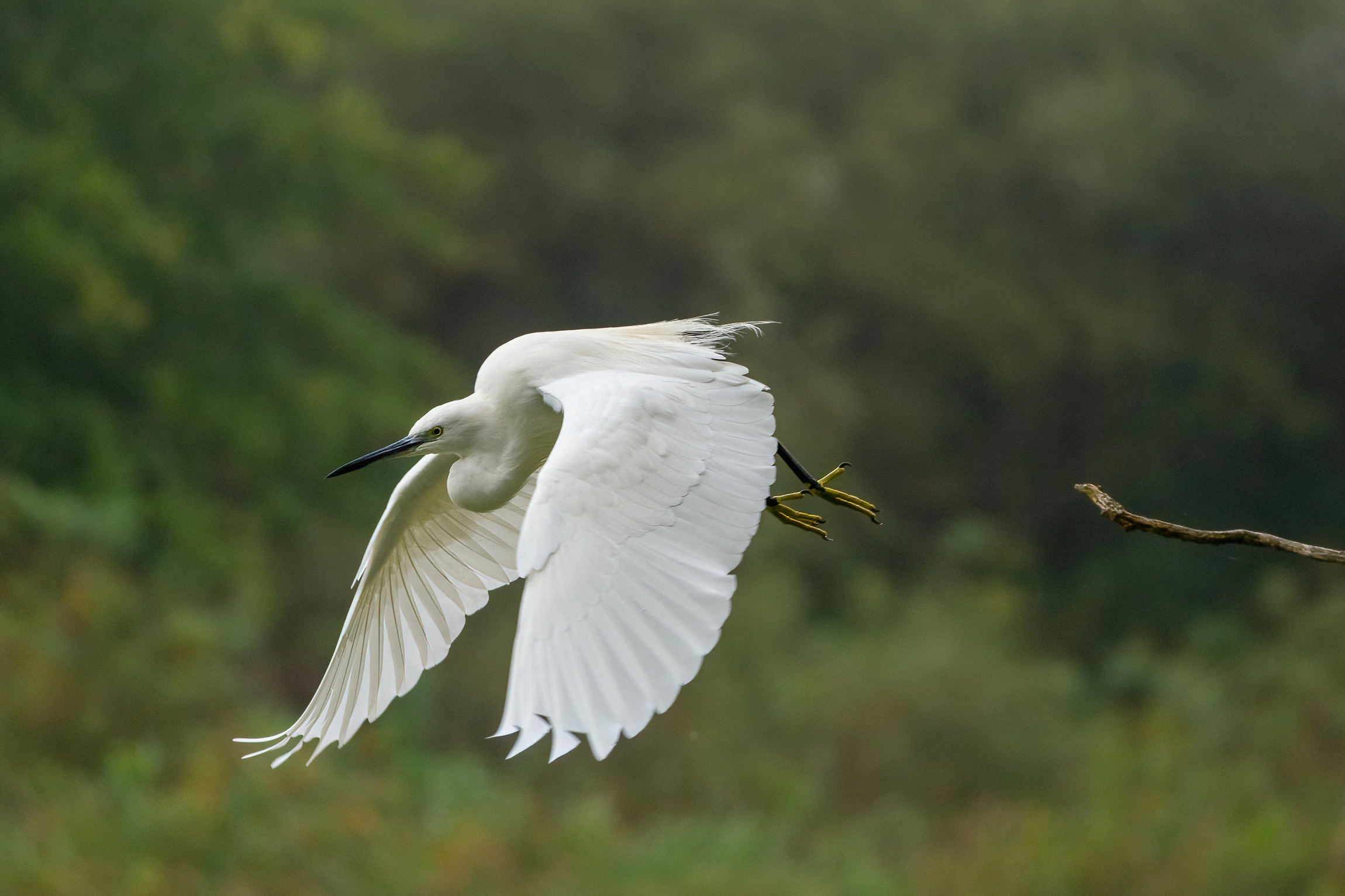 Egret egret