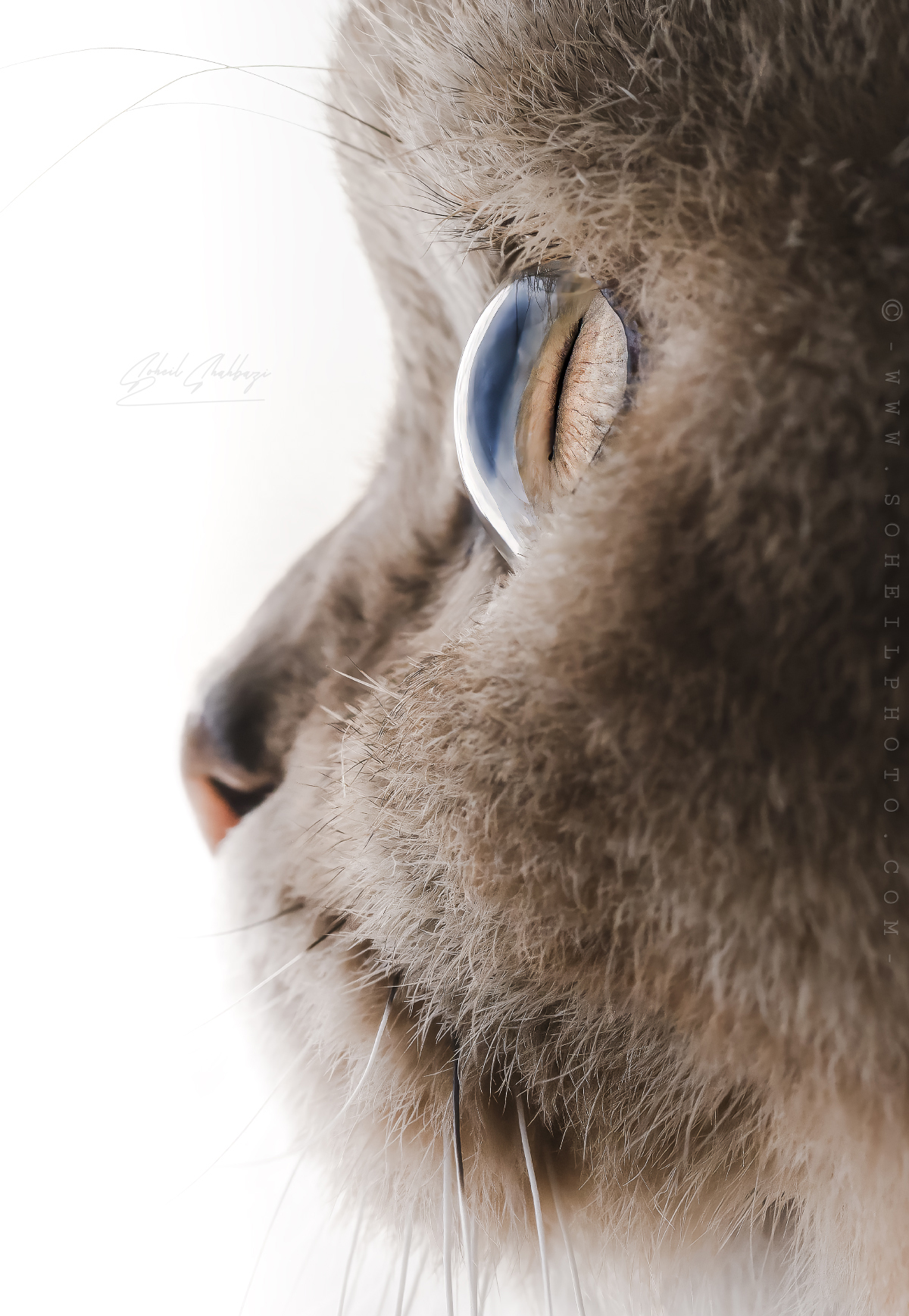 RB , Questo è il mio gatto scozzese