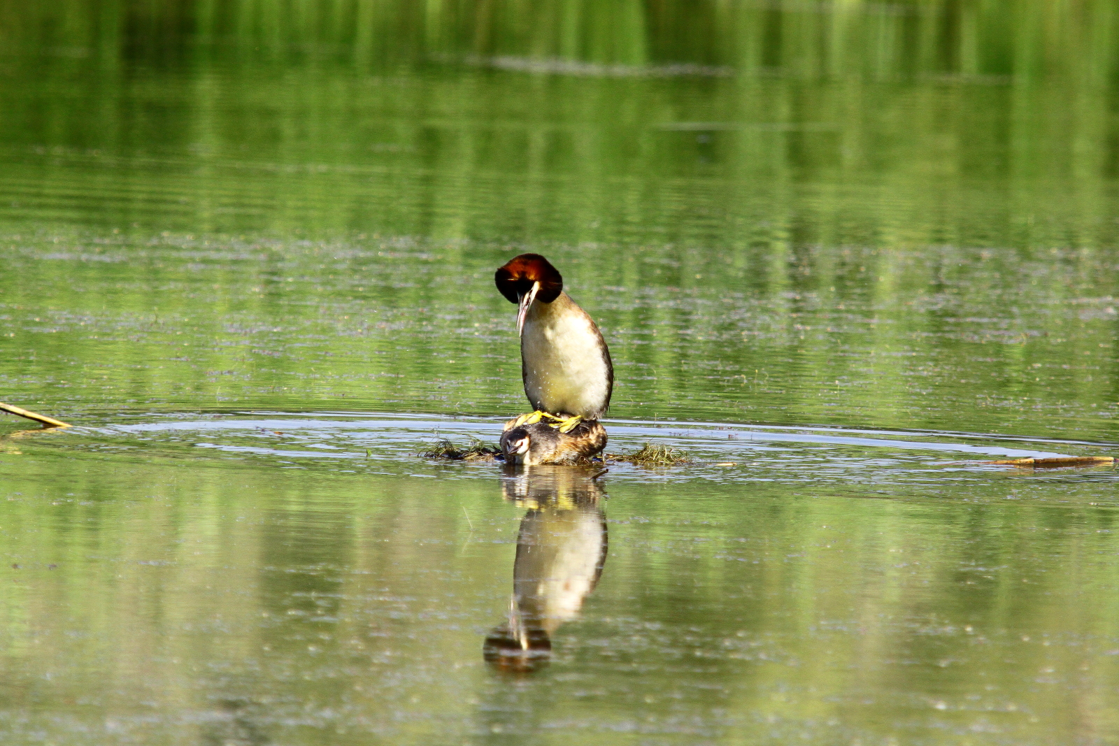 svasso sopra un altro