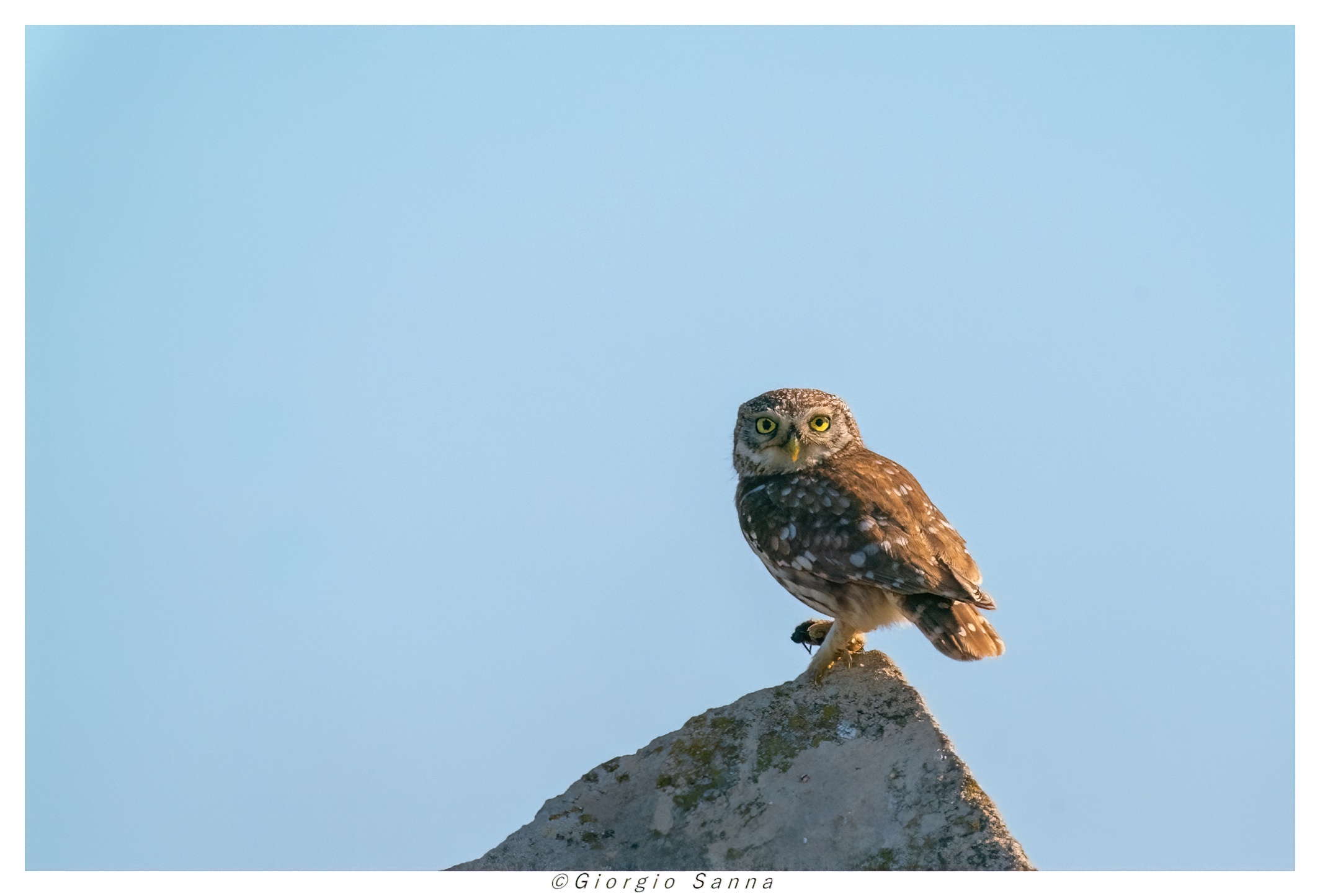 Common owl