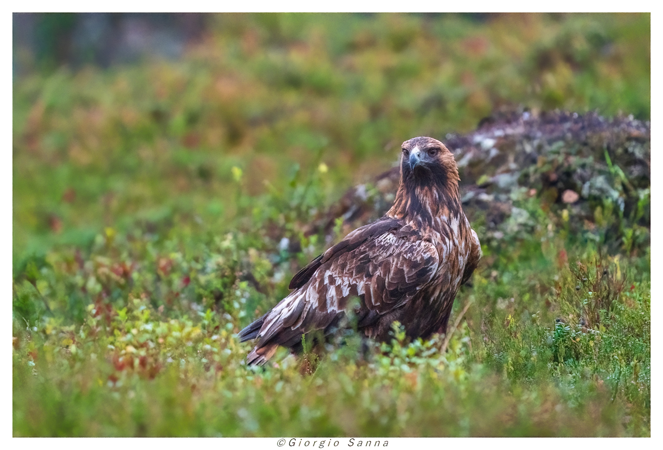 Golden eagle trs blueberries