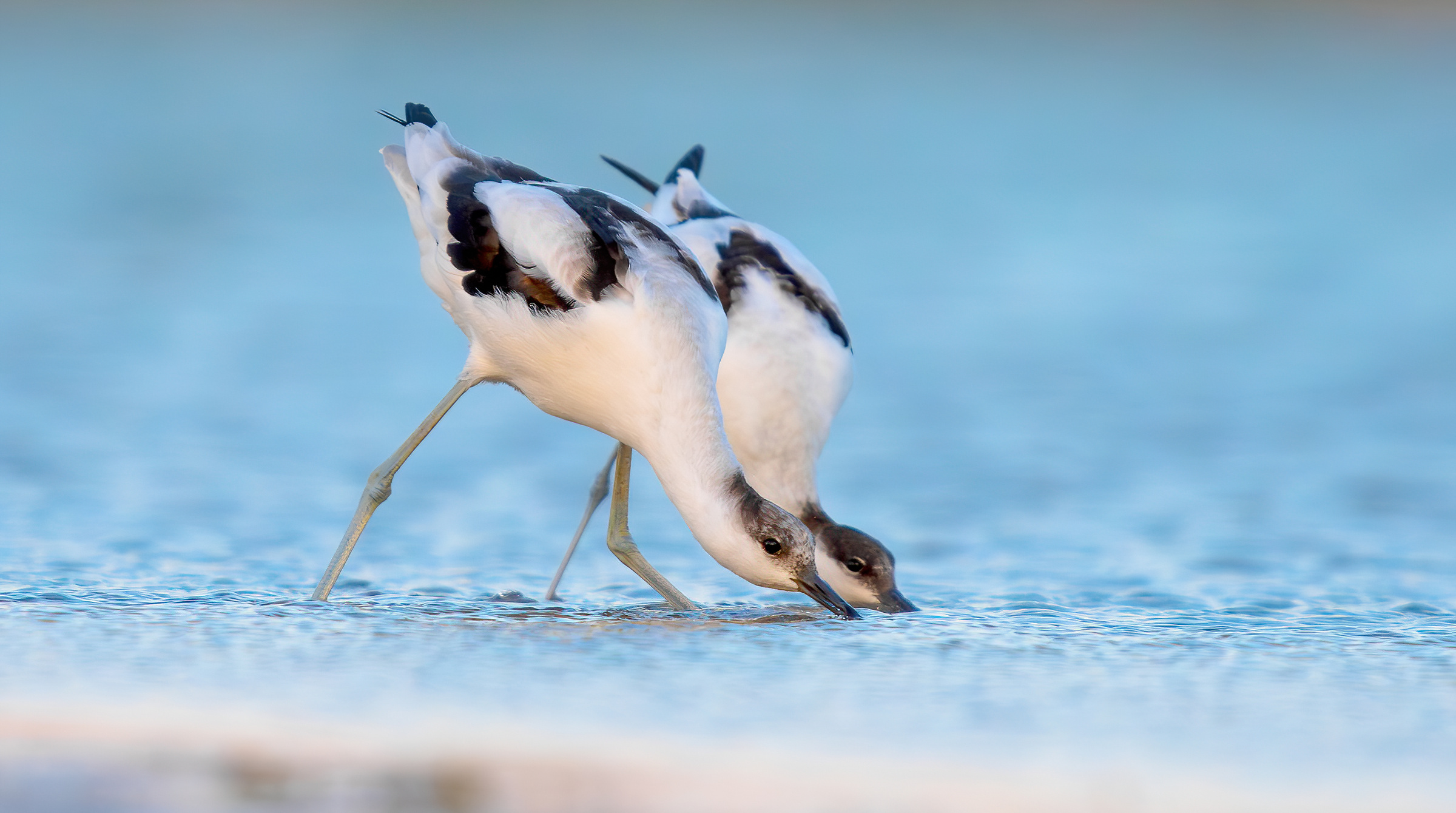 avocetta