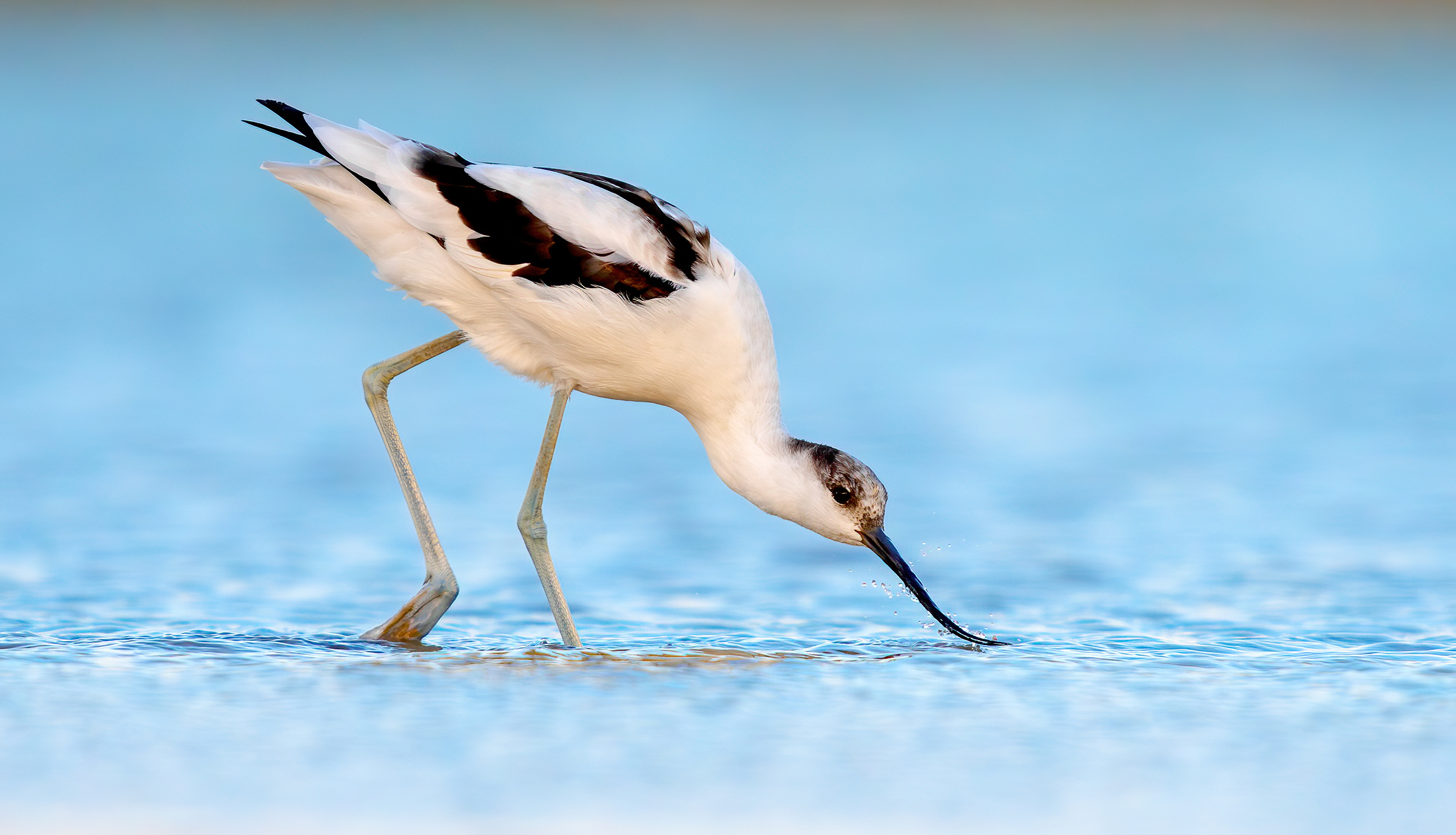 avocetta