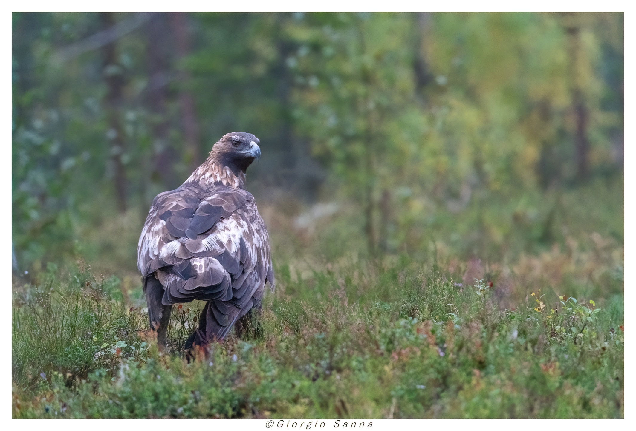 Golden eagle among blueberries