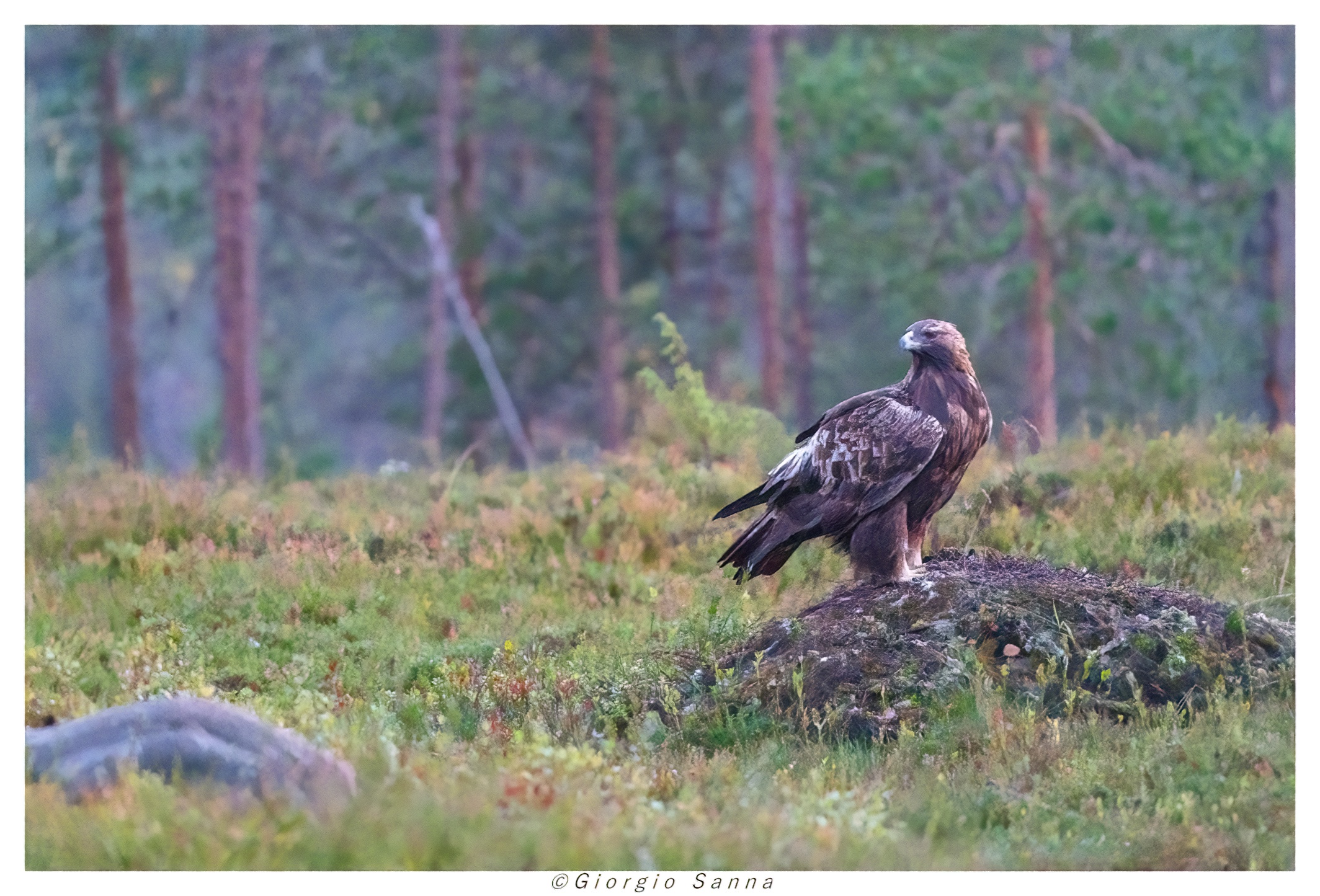Golden eagle among blueberries
