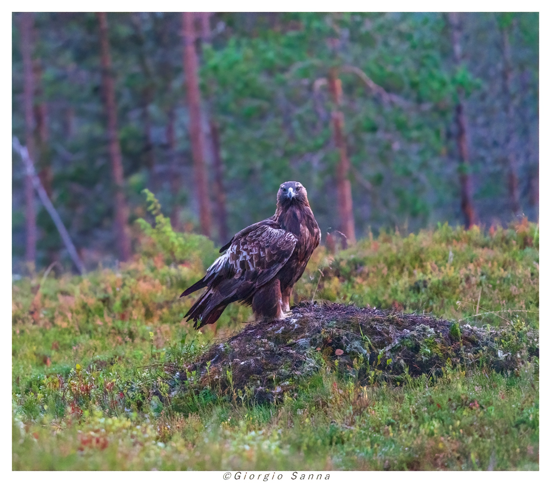 Aquila reale tra i mirtilli