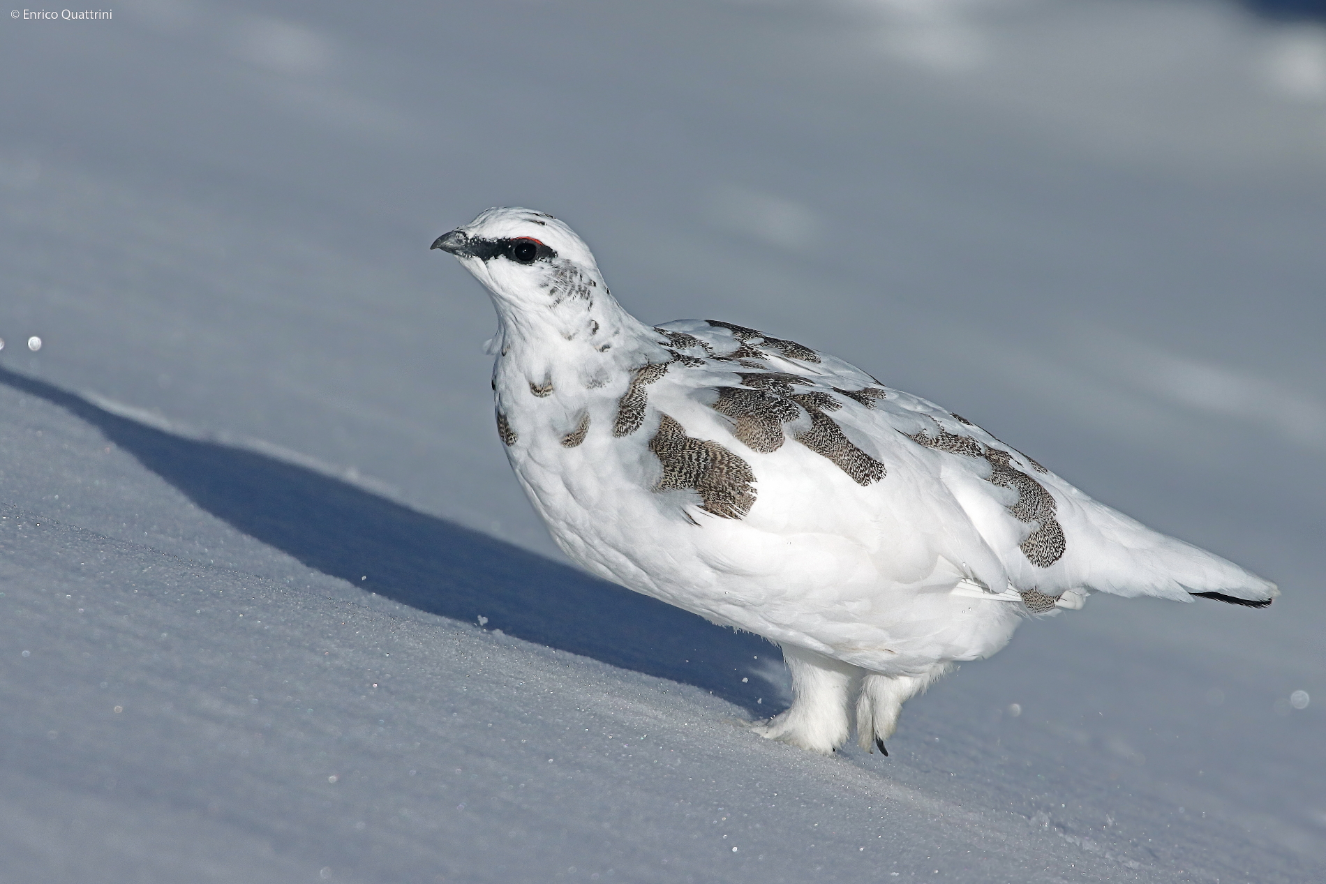 Ptarmigan