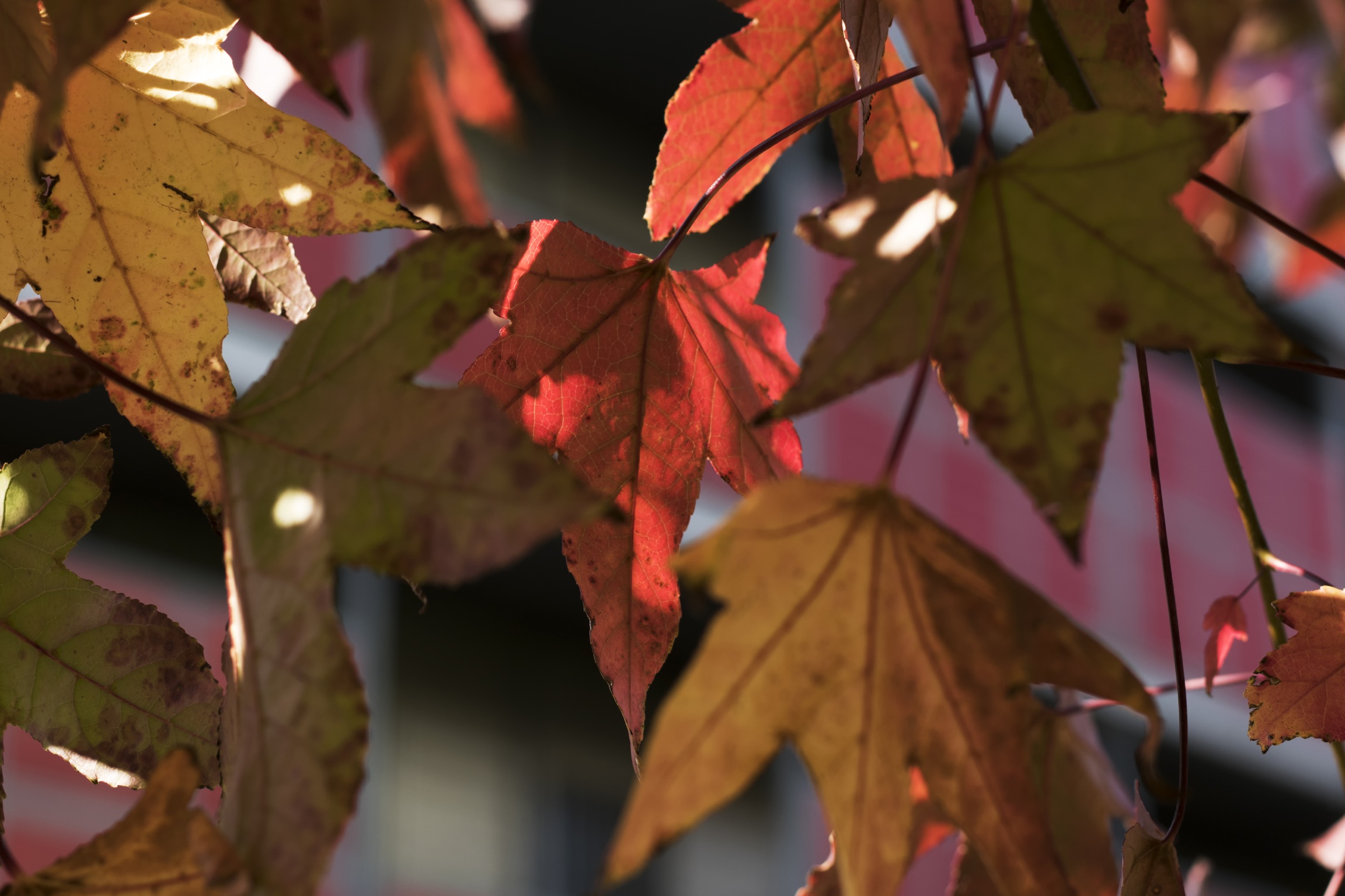 Autunno dentro