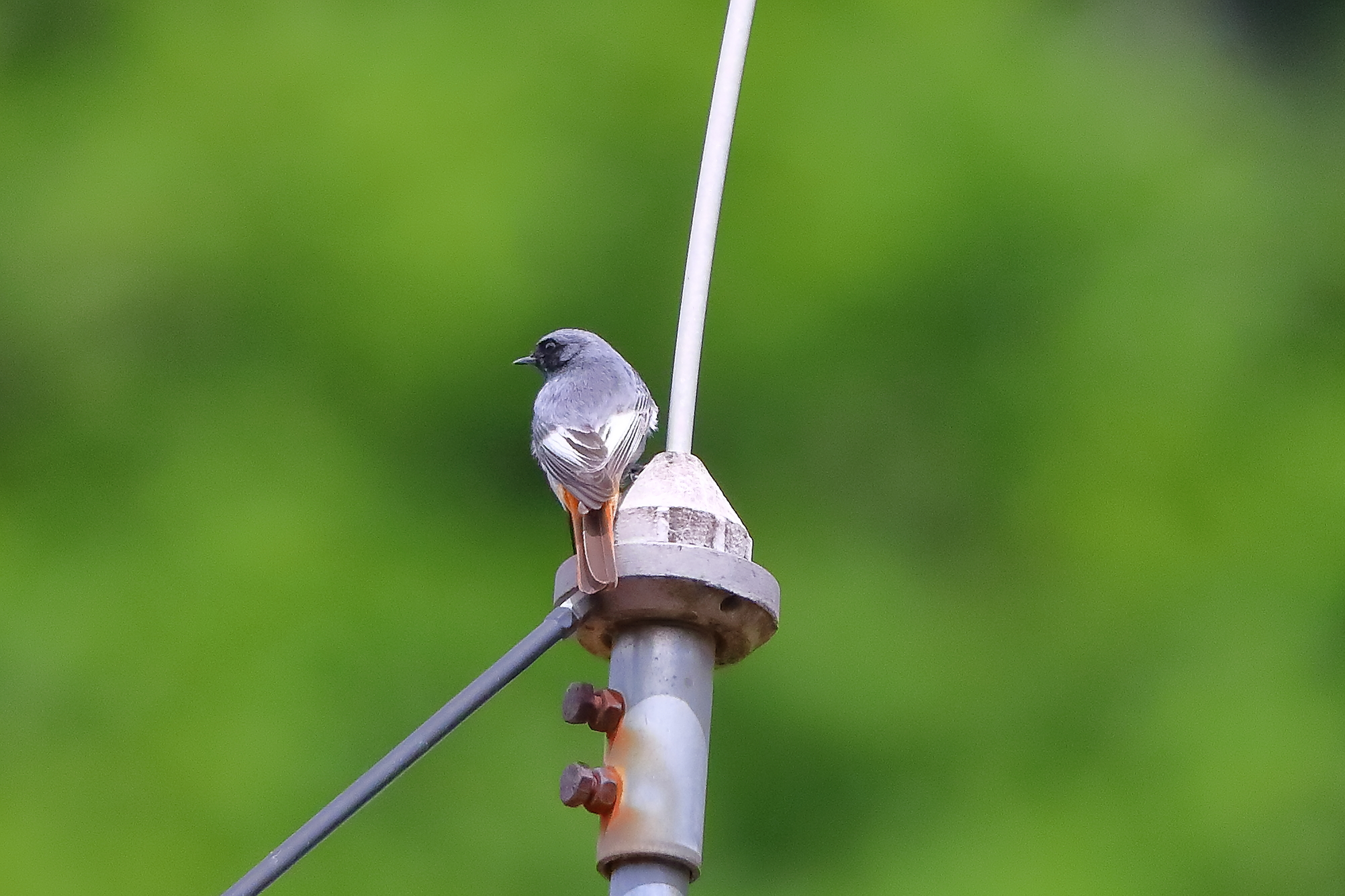 Codirosso S M 04 maggio 2024 - 0013