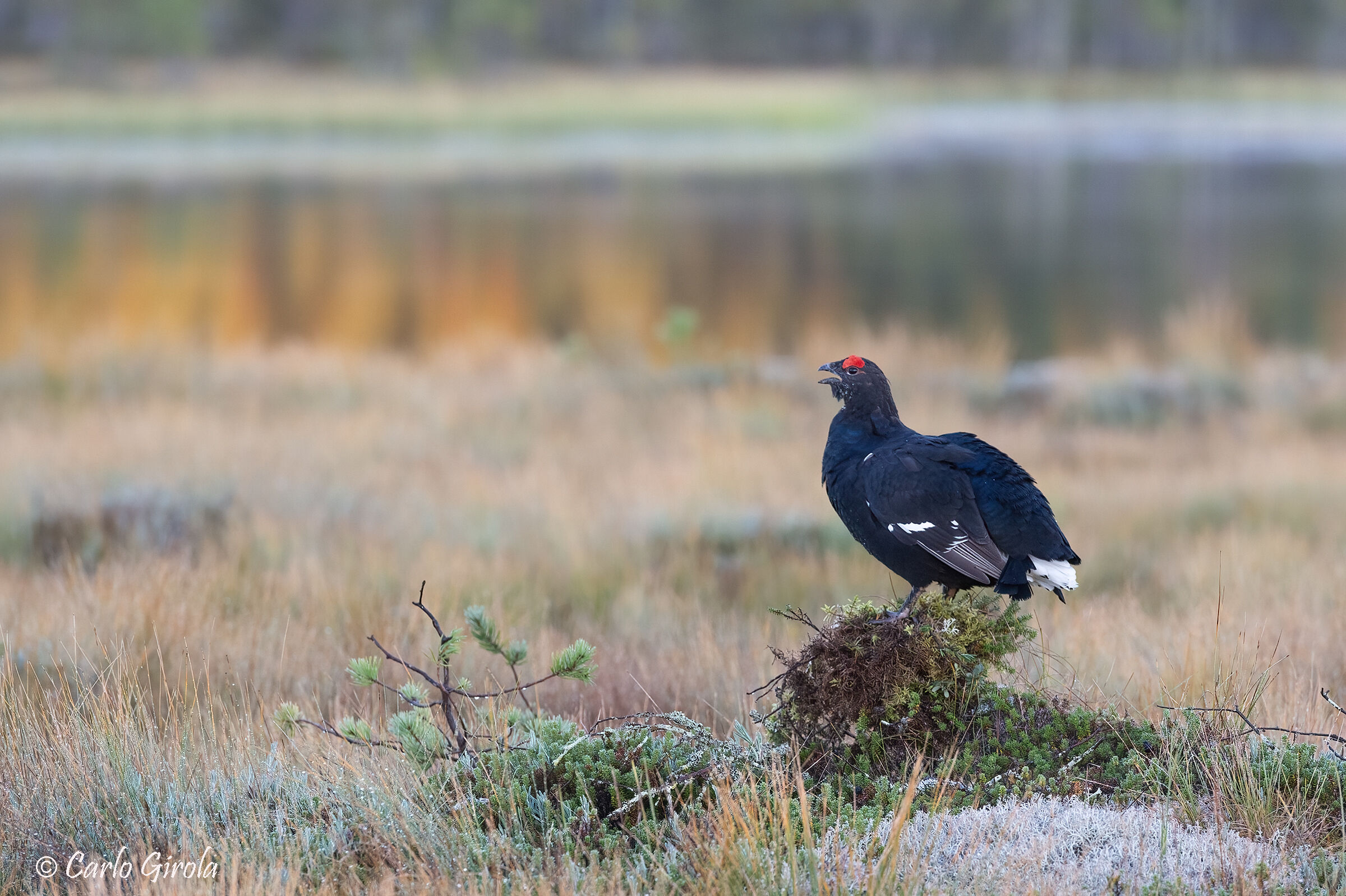 Black grouse (Lyrurus tetrix)