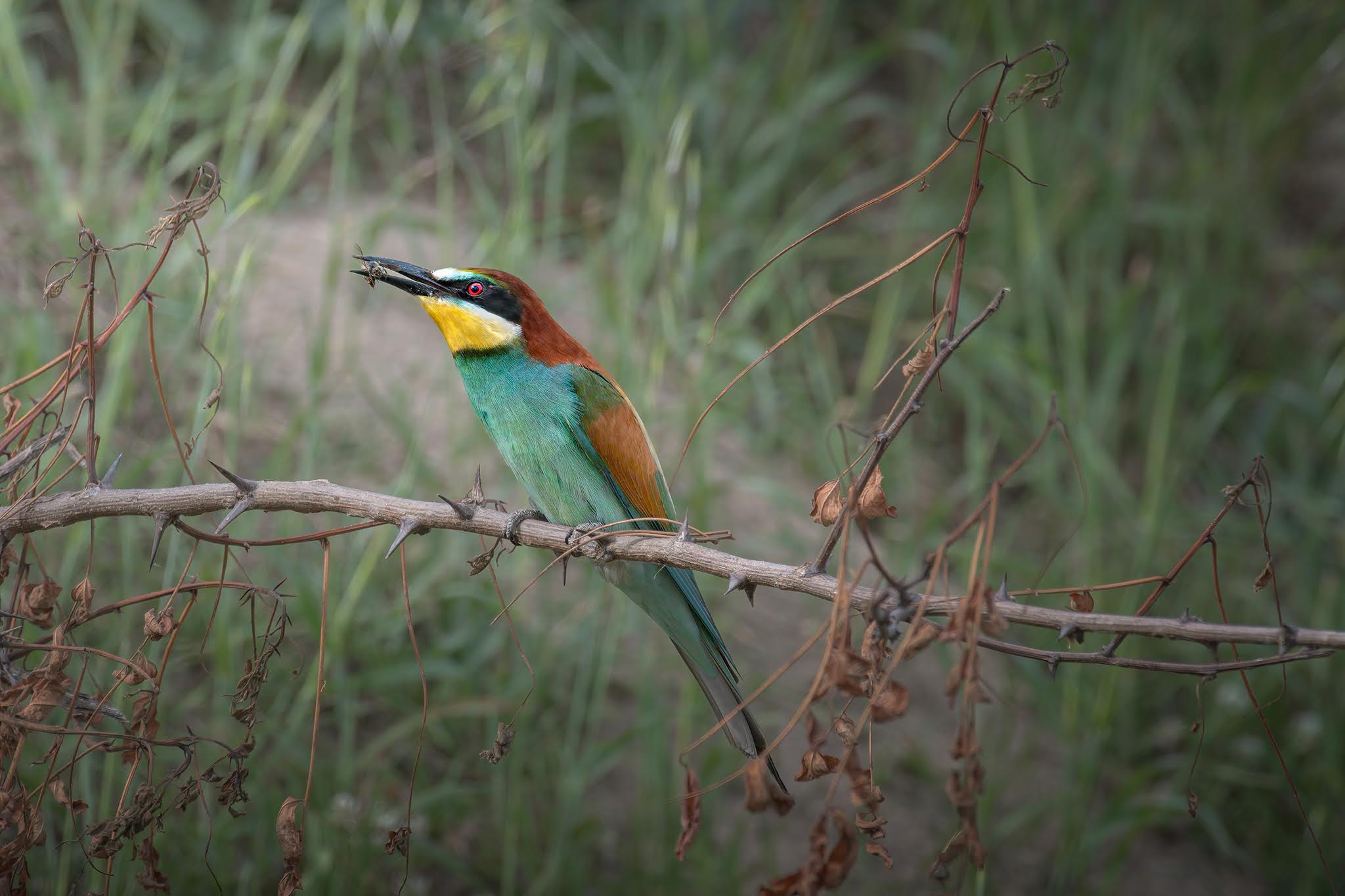 Bee-eater...