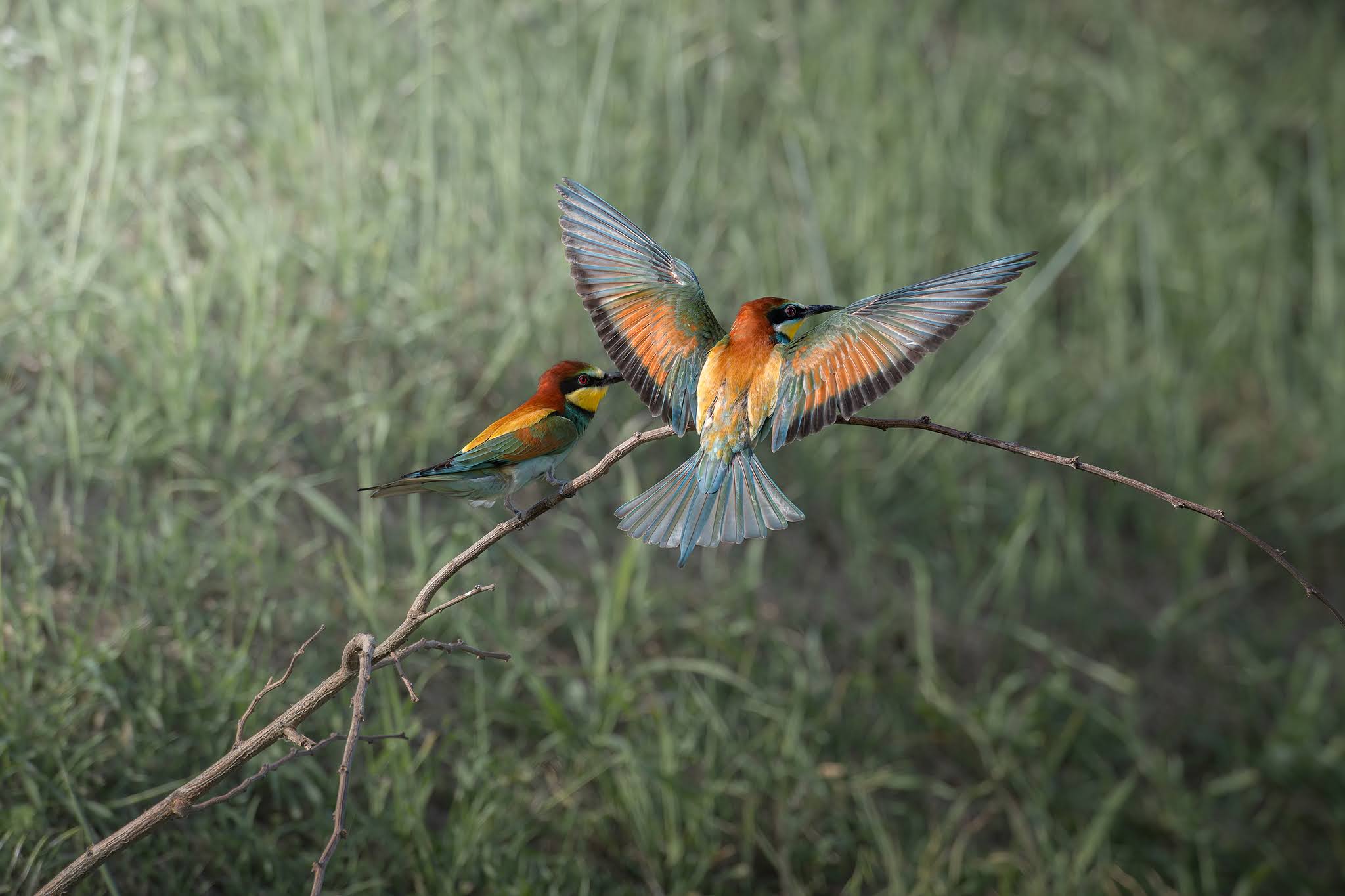 Bee-eaters...