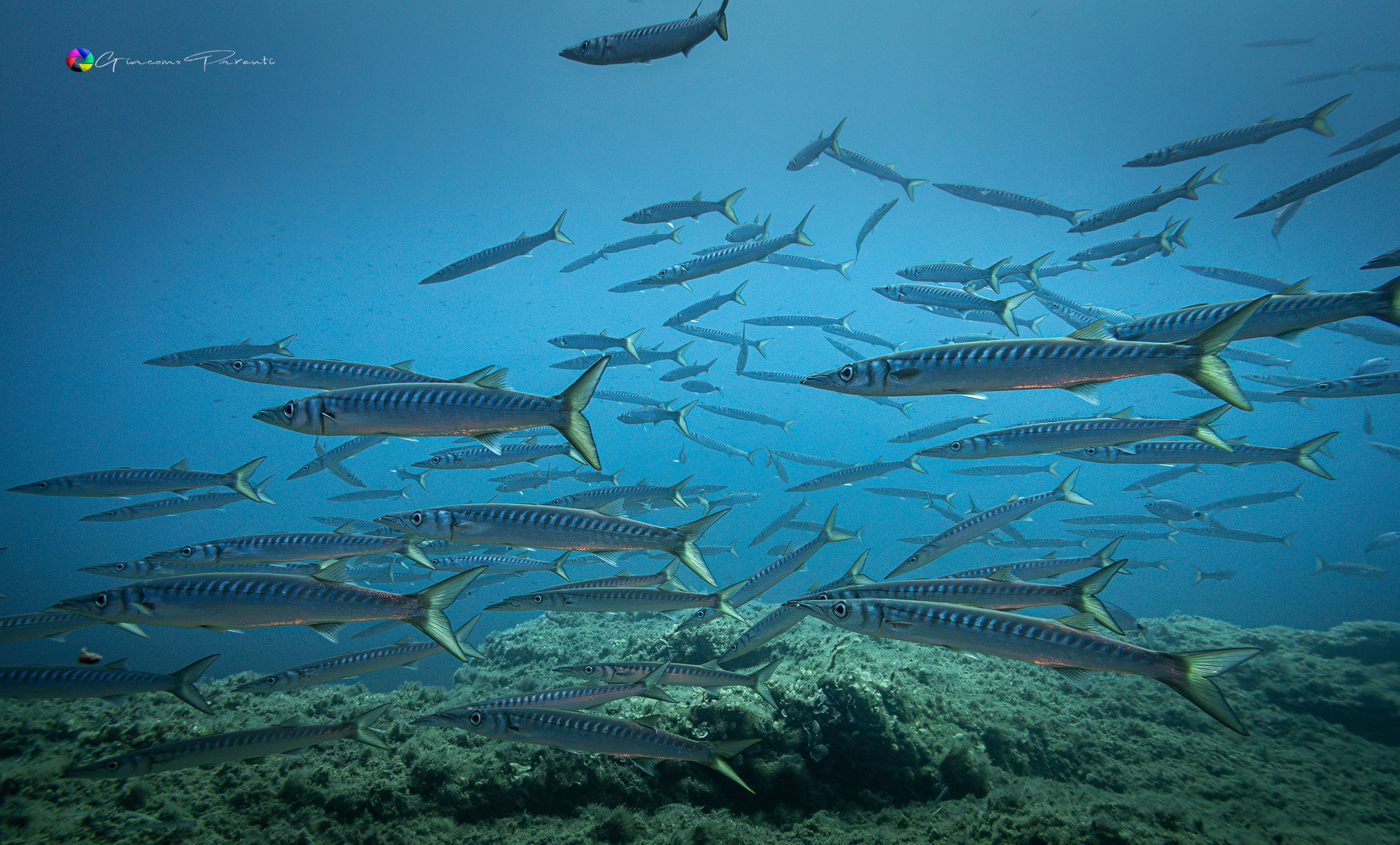 Barracuda