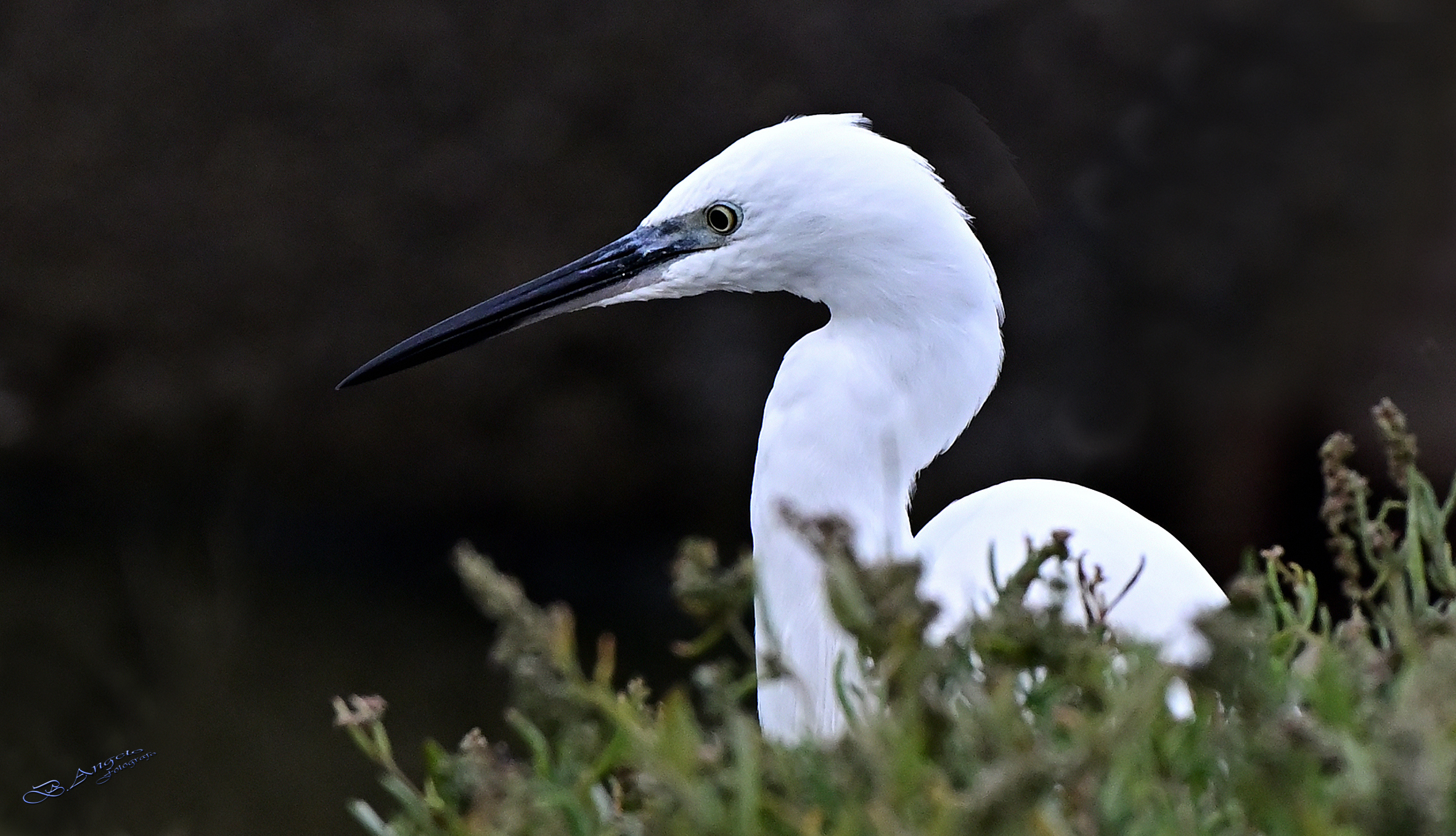 " profilo "   ( Garzetta )