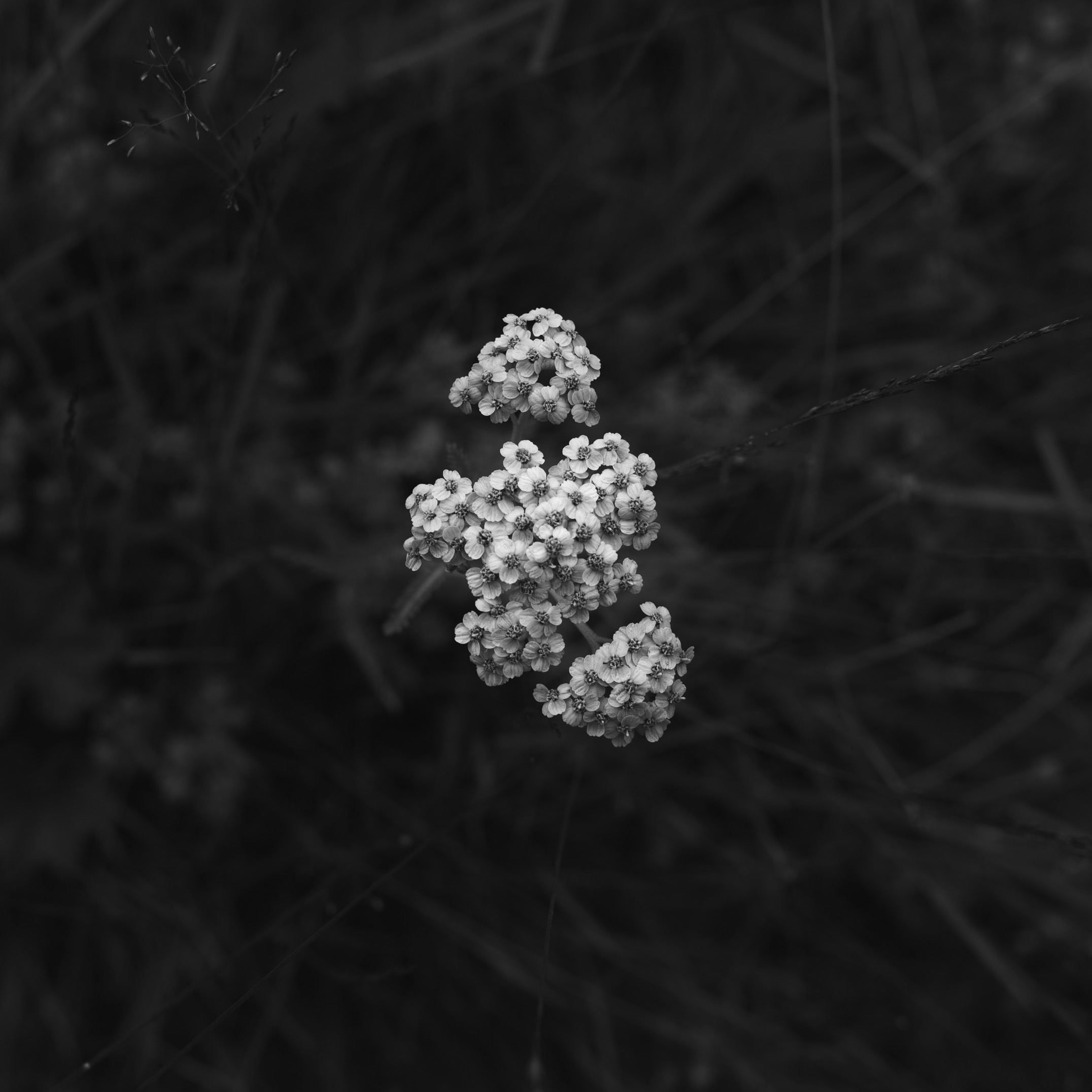 Almost French flowers