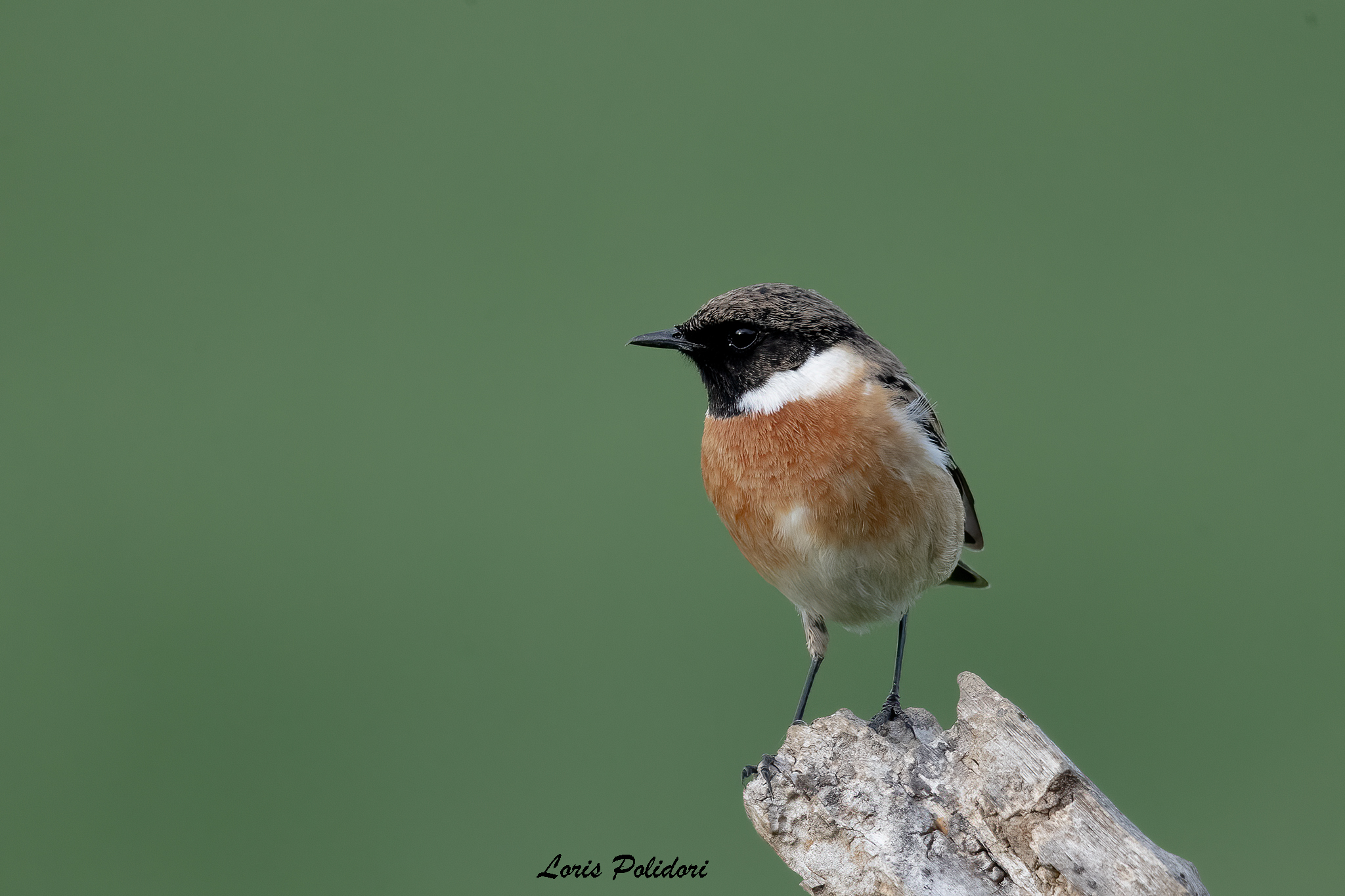 Stonechatter