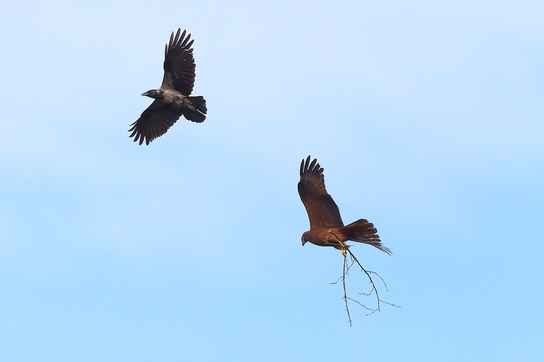 Nibbio bruno 03 maggio 2024 - 8647