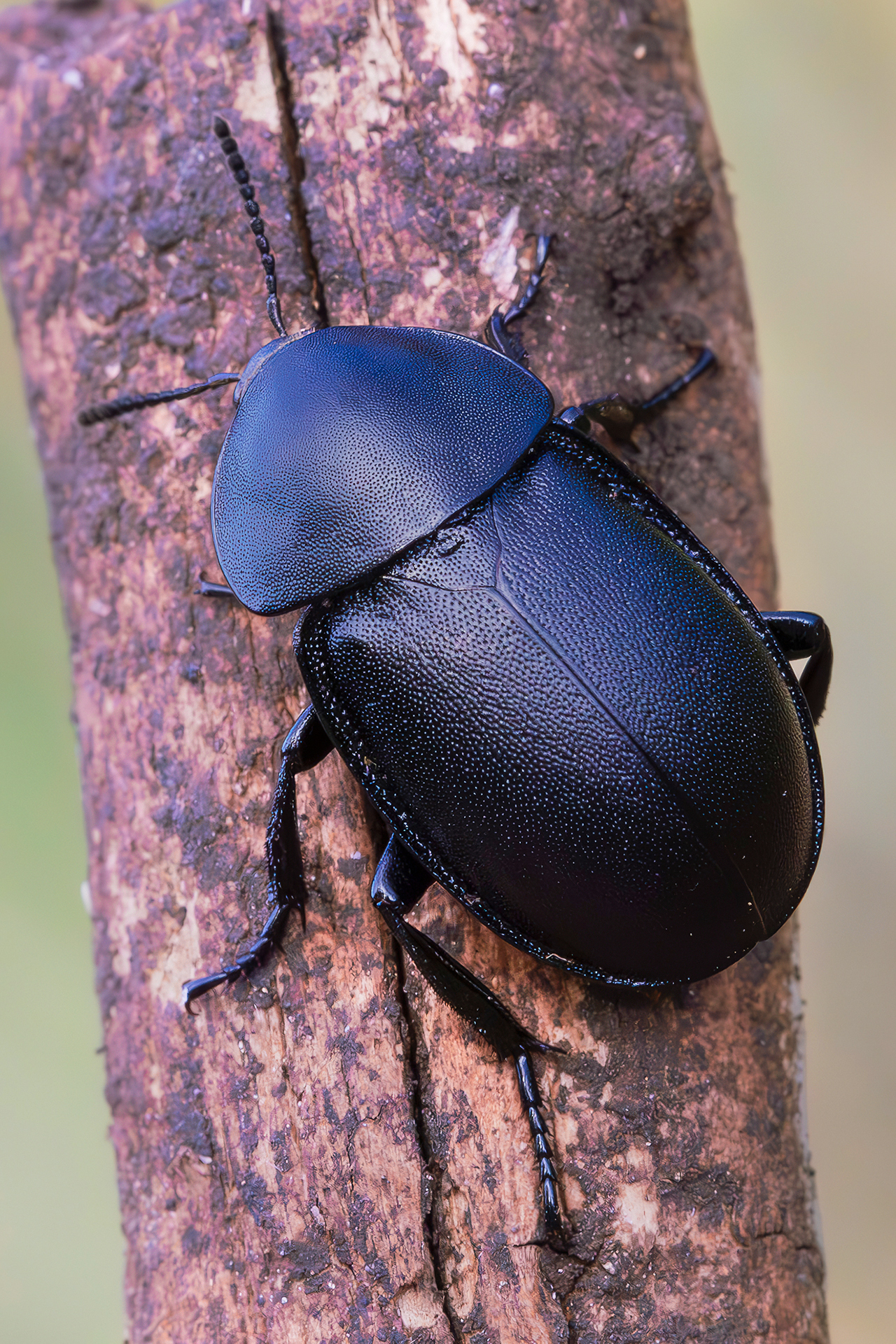 Ablattaria laevigata