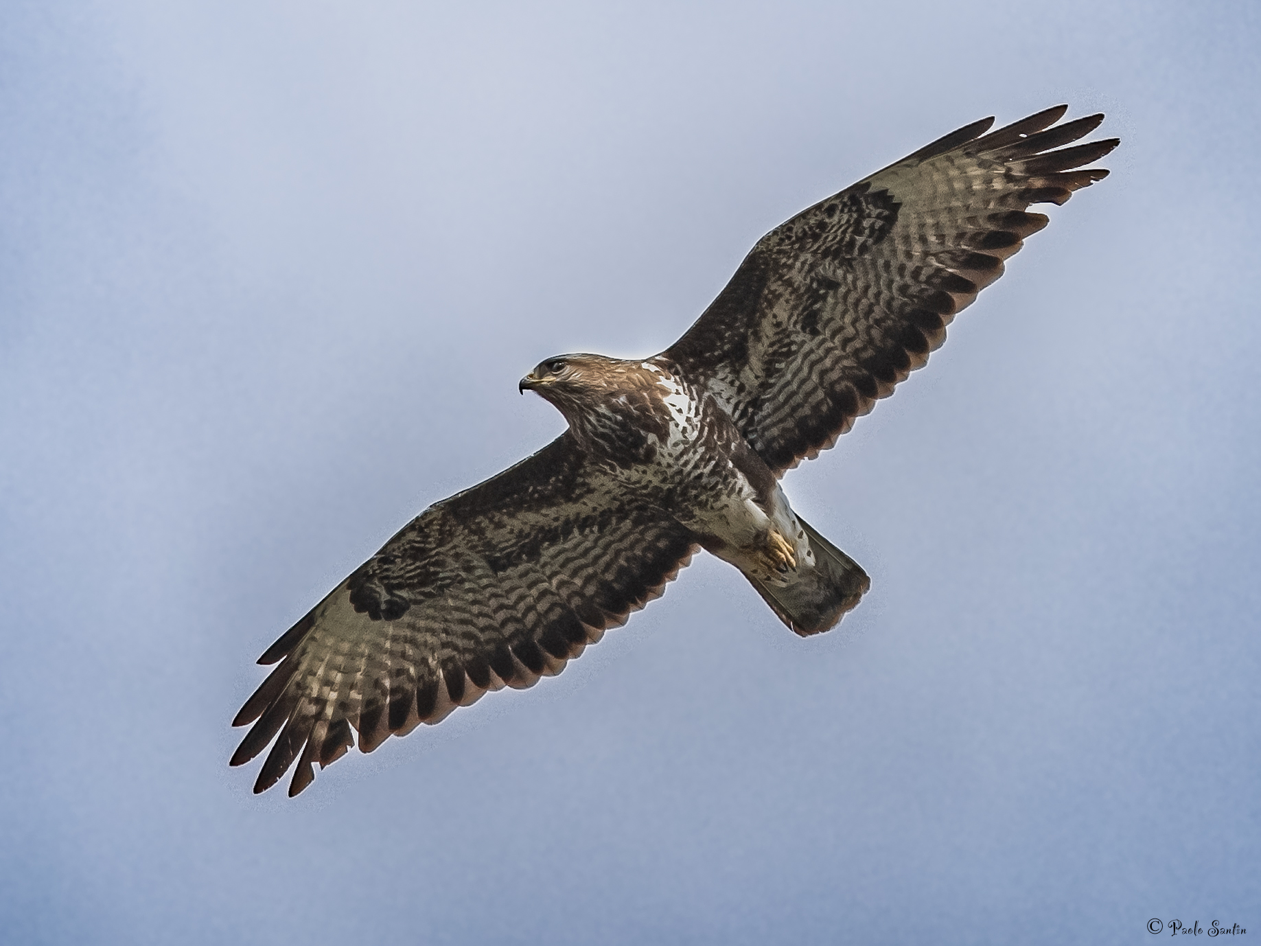 Buzzard