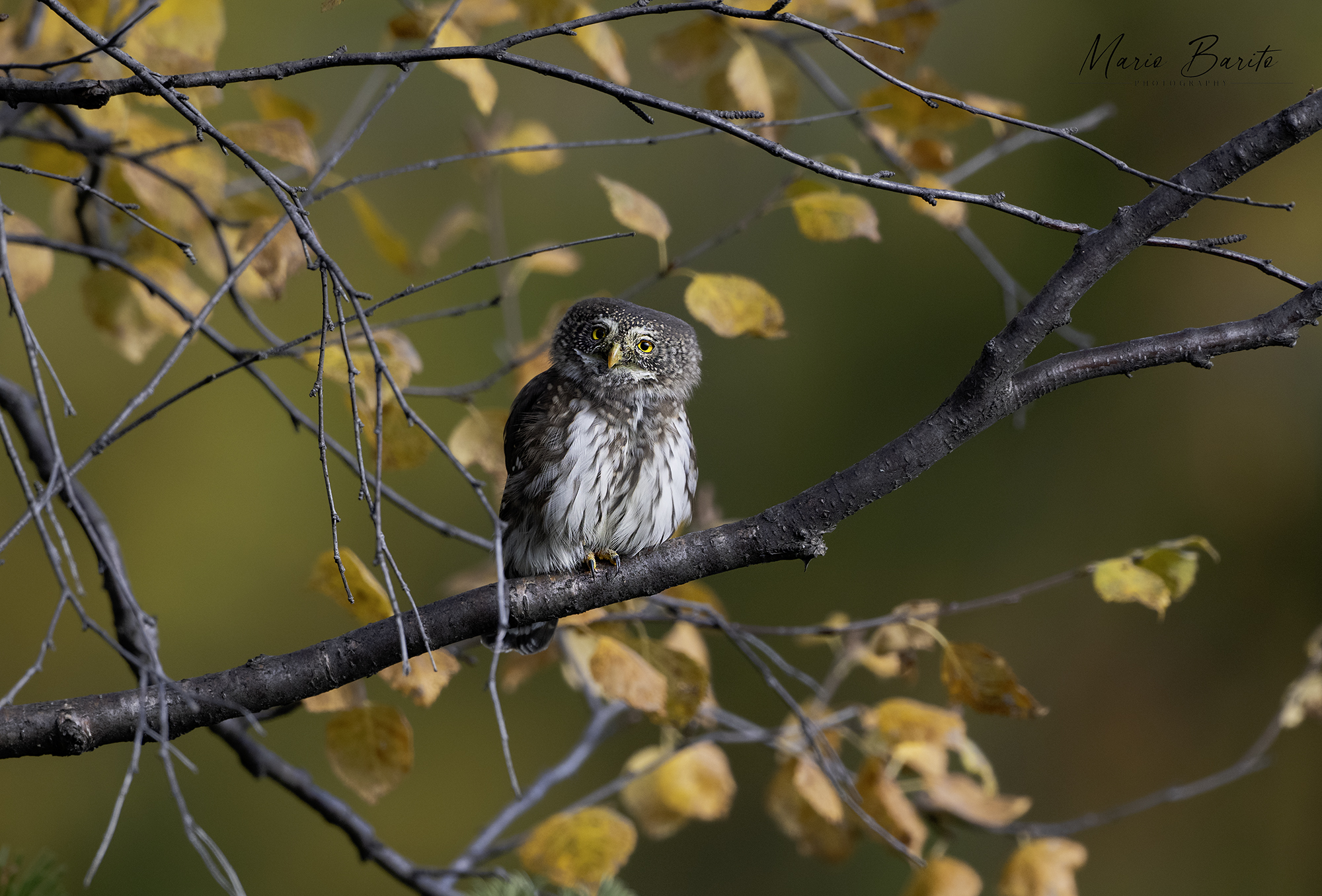 Dwarf Owl